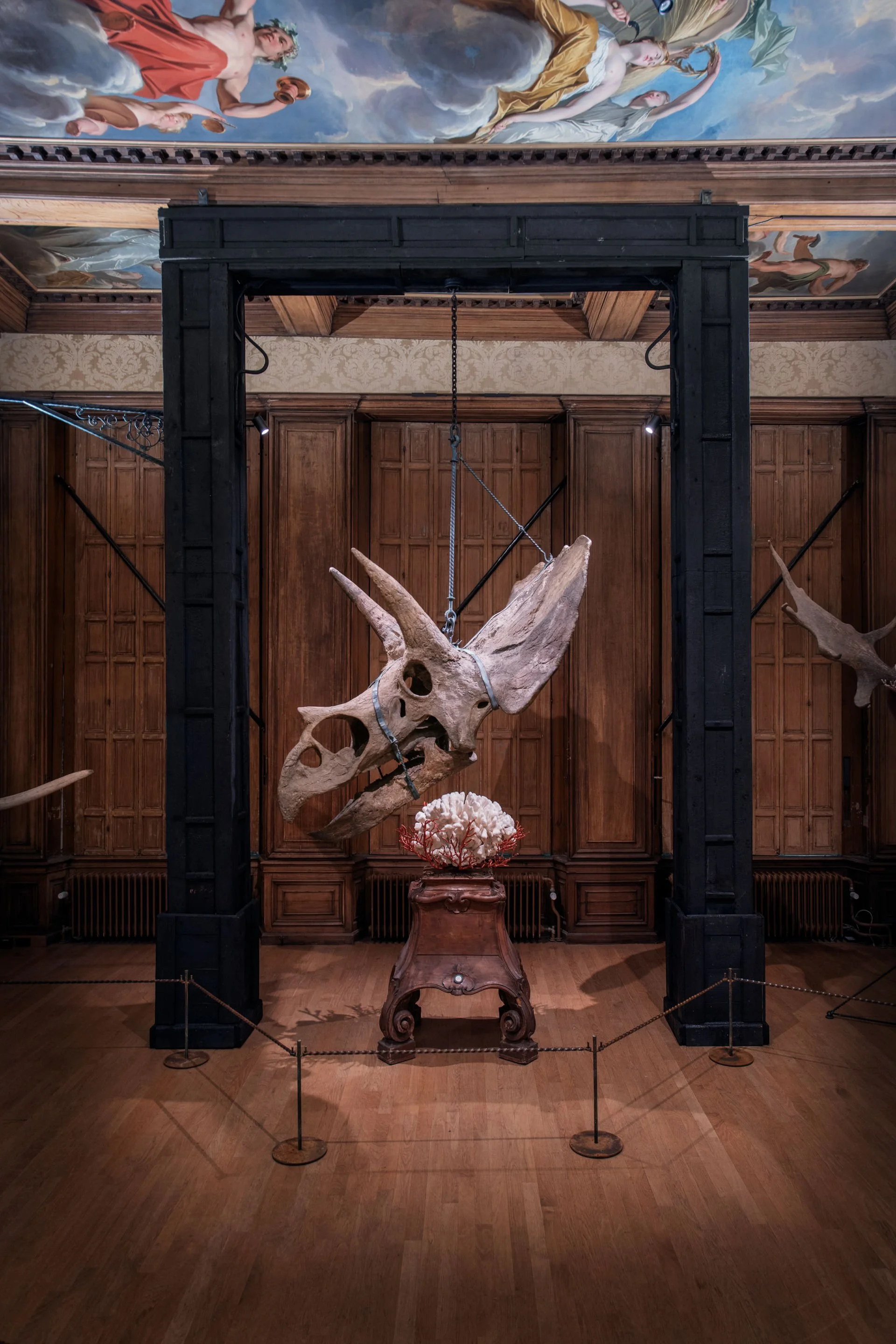 A Triceratops skull rotates slowly above an antique wooden pedestal, as if the enormously heavy 
object weighs nothing at all. The 18th-century ceiling painting above it, created by Dutch master Jacob 
de Wit, looks almost like modern art compared to
