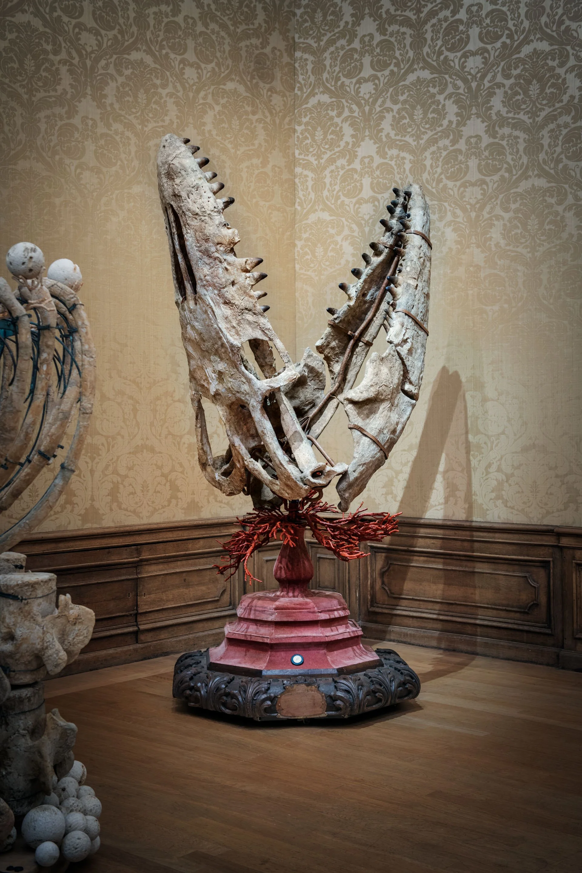 The skull of a gigantic Mosasaurus, a 70-million-year-old extinct aquatic predator that had no natural 
enemies. Fossil remains of the creature were discovered fort he first time near Maastricht in the 18th 
century, after which the animal was named 