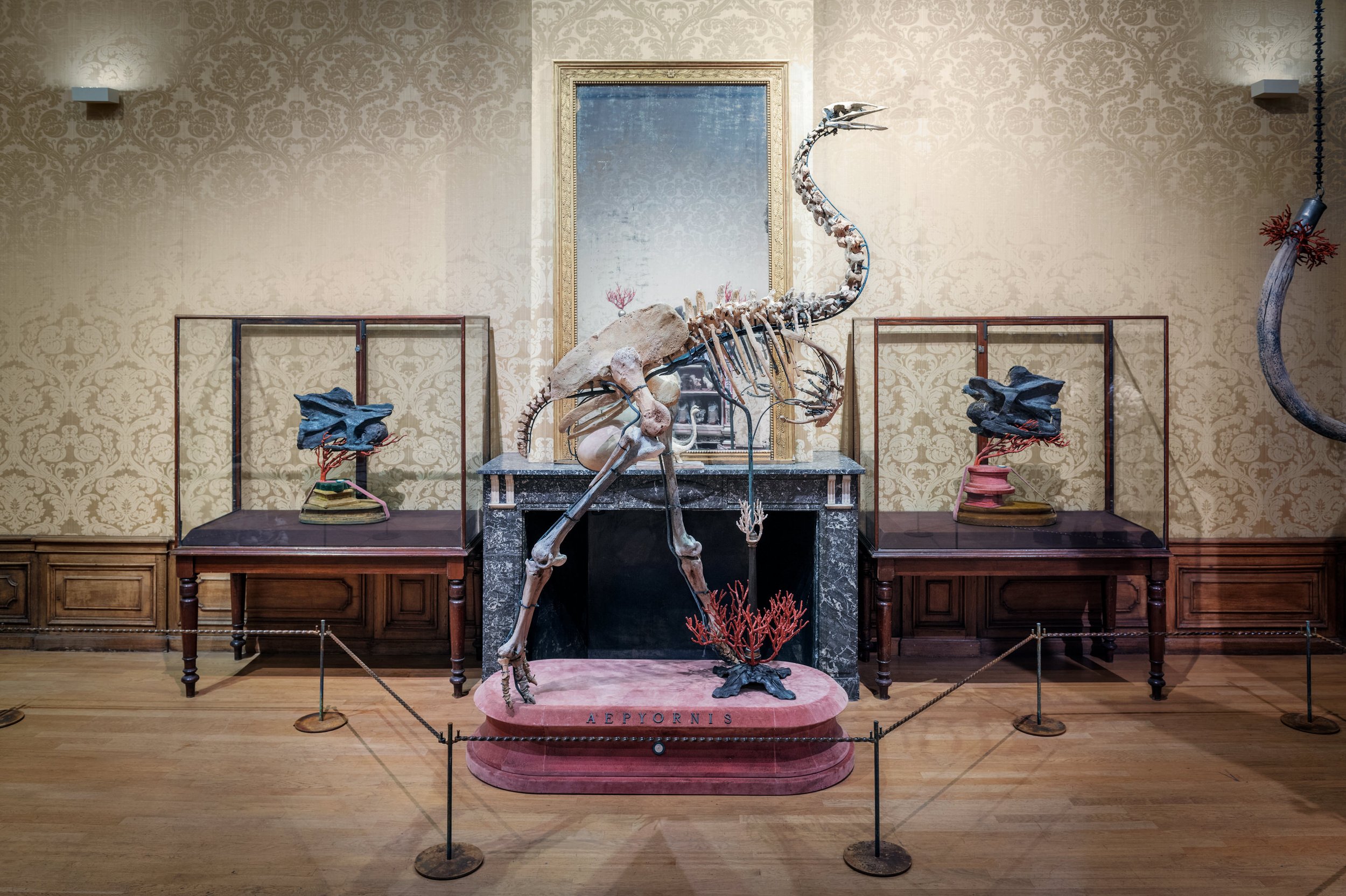 Here you see the rare skeleton of the Aepyornis, a giant Elephant Bird from Madagascar that became 
extinct approximately 1,000 years ago. The bird laid the largest eggs in world history, and was the 
inspiration for the legend of the Roc, a mythical