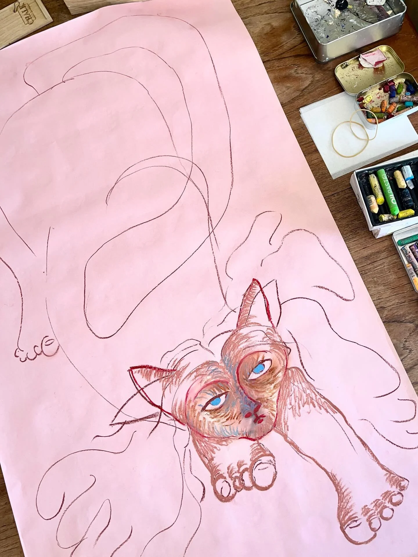 🌸🩷🐈&zwj;⬛