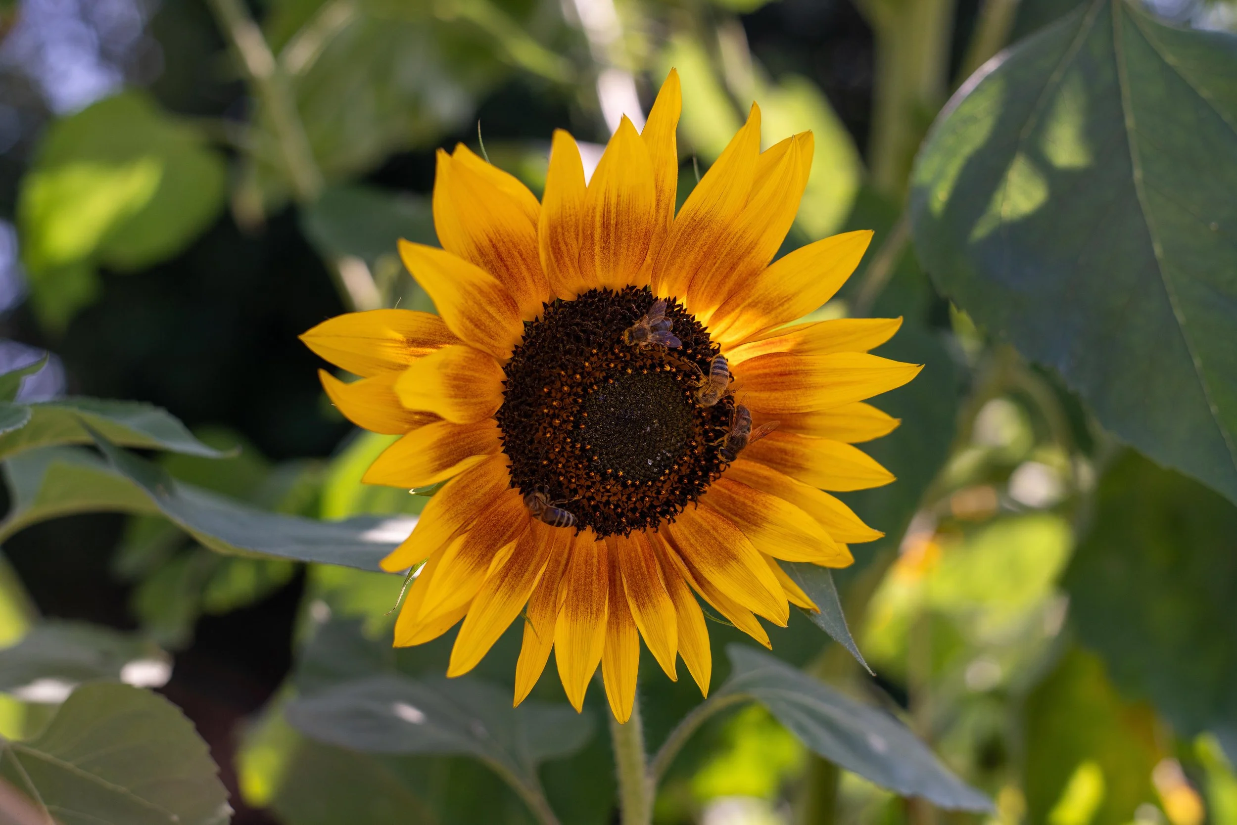 AR309458-2.jpg