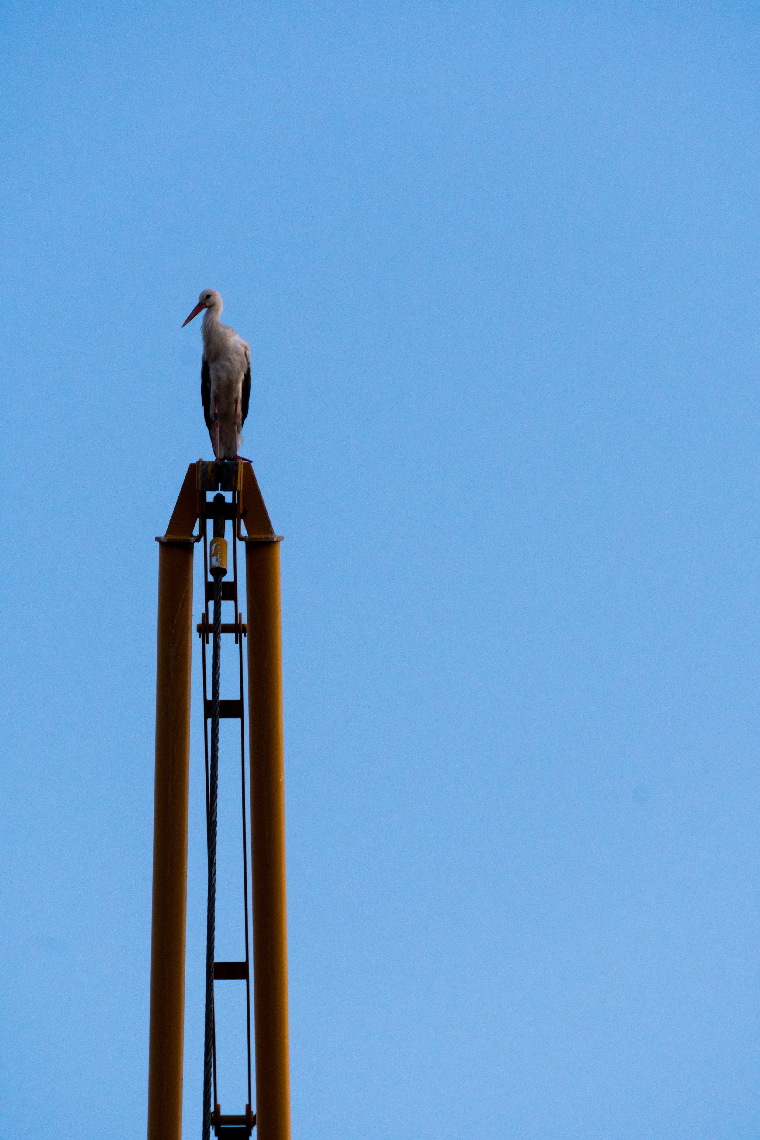 Our visiting stork, gazing down from her vantage point