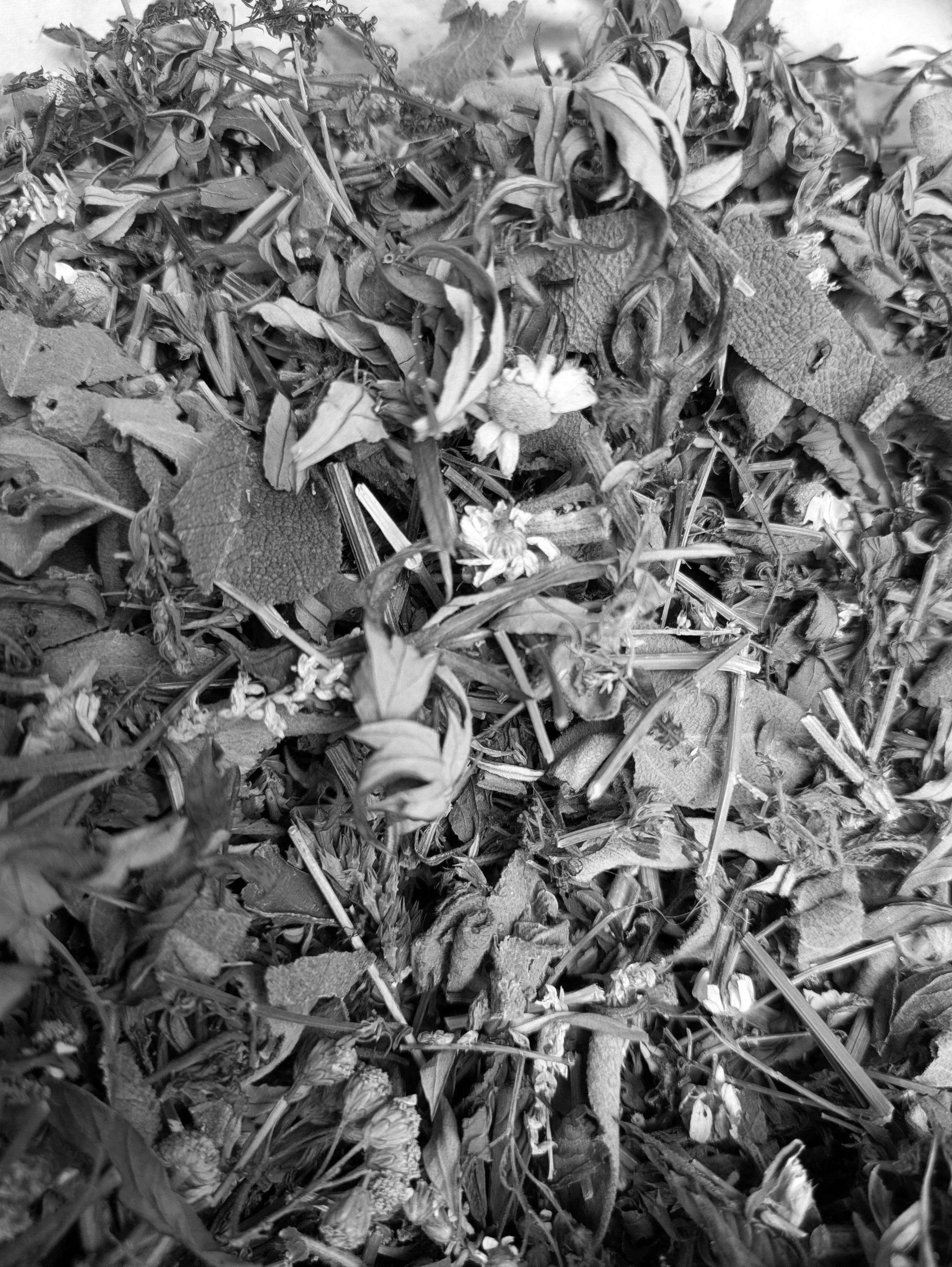 PXL_20250727_112127998.jpg