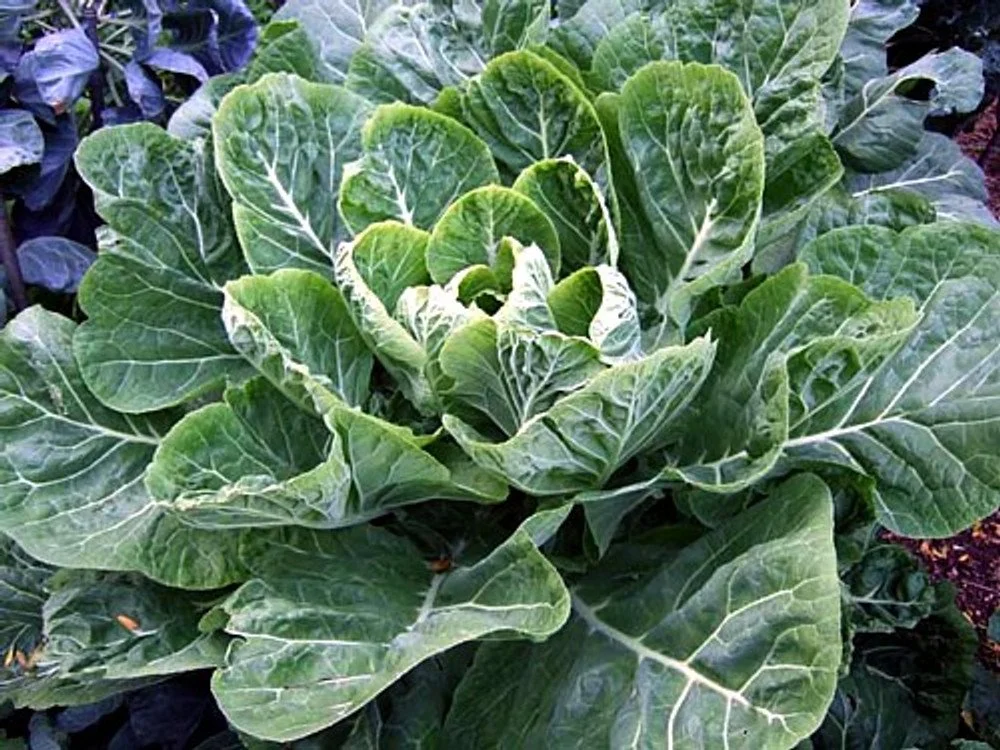 Vates Collard 3.jpg