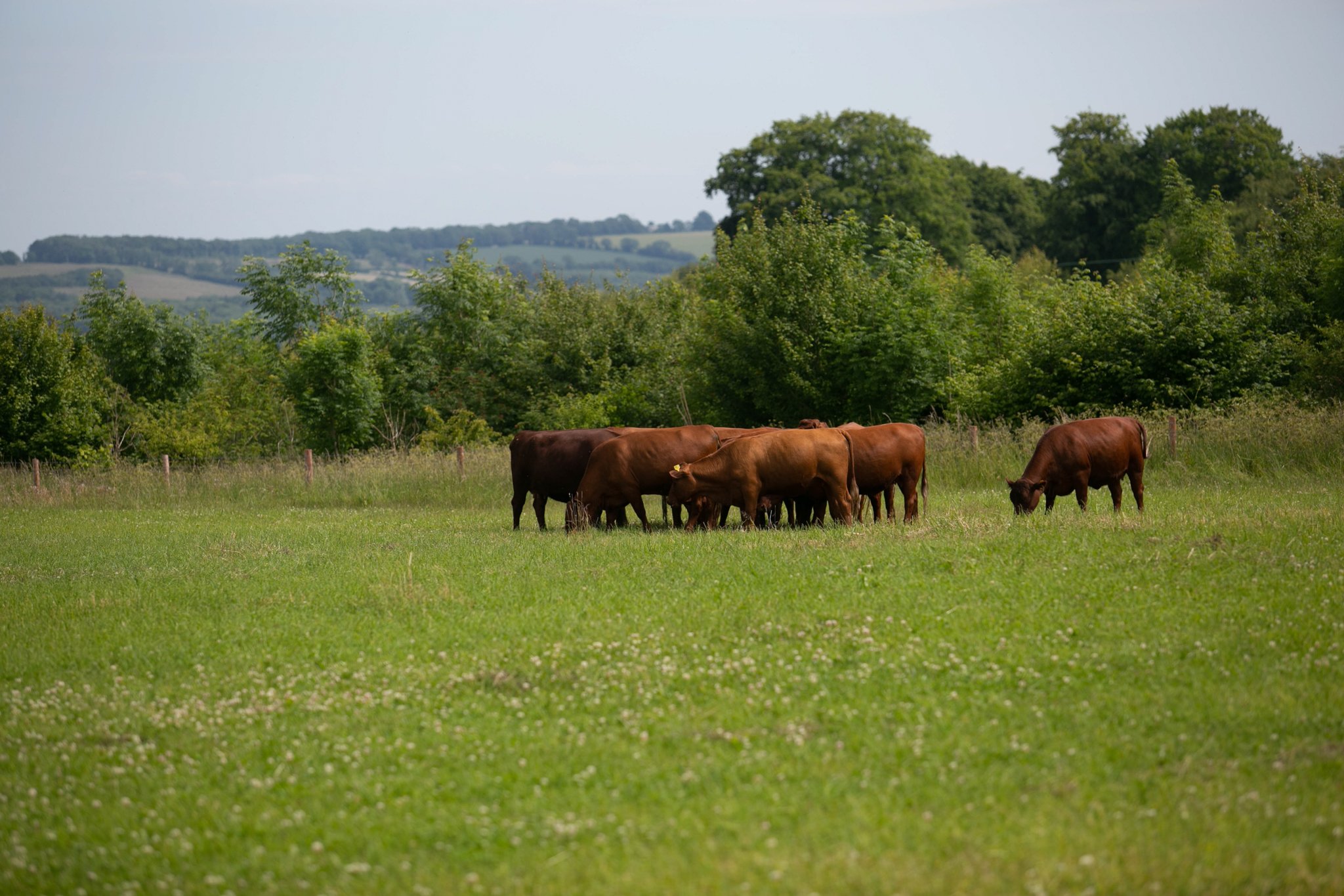 SWELL STUDIOS _SFT FUTURE OF FARMING-33.jpg