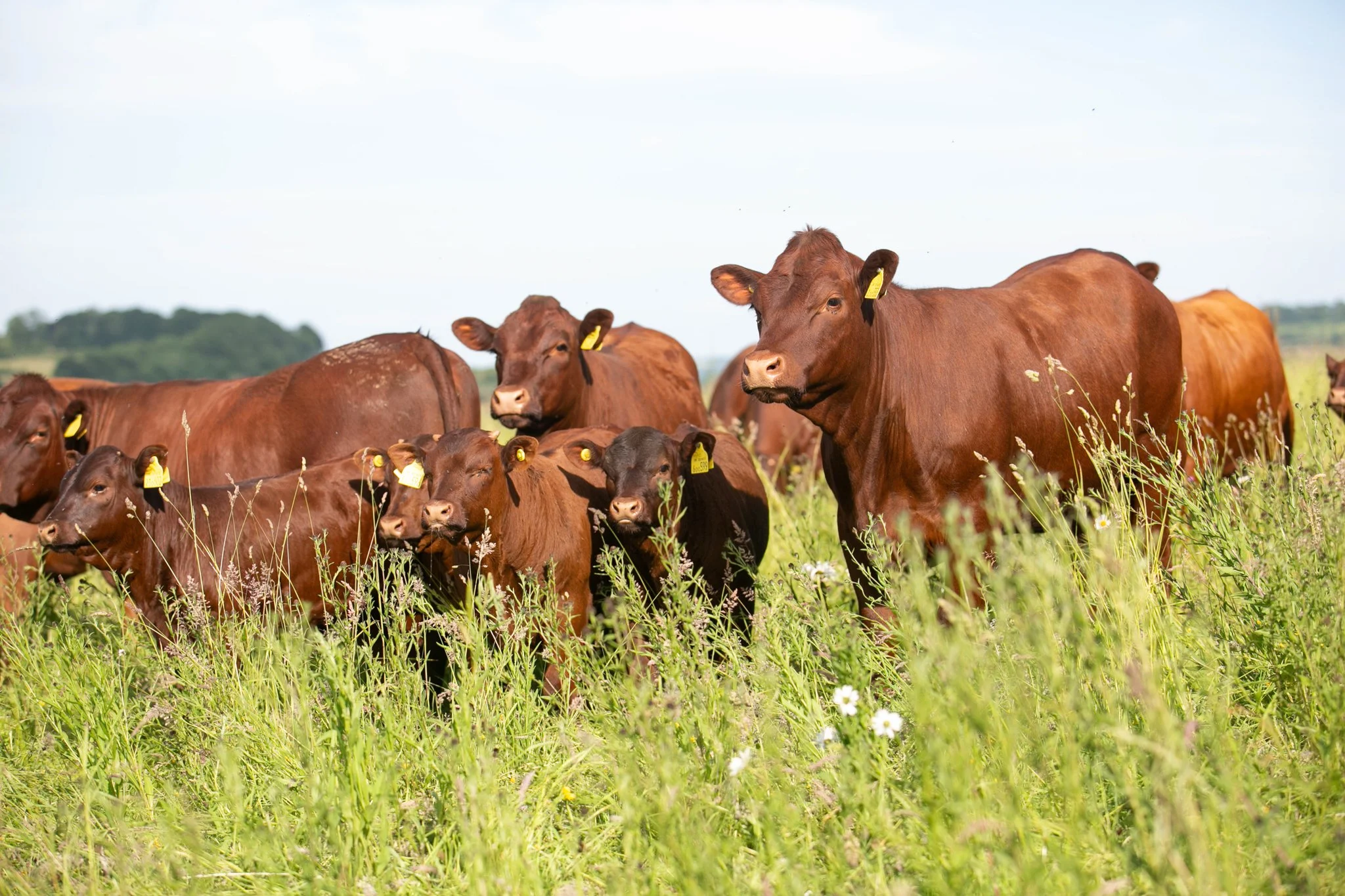 SWELL STUDIOS _SFT FUTURE OF FARMING-10.jpg