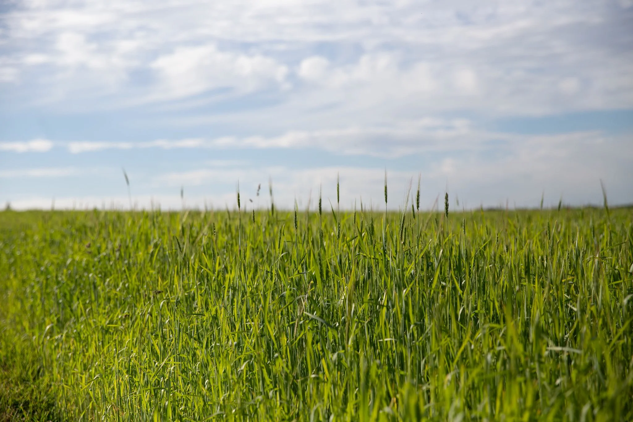 SWELL STUDIOS _SFT FUTURE OF FARMING-13.jpg