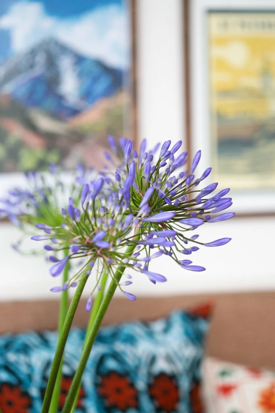 TME INTERIORS BS9 INTERIORS PHOTOGRAPHY BRISTOL 2024 @CHLOEANDCAMERA-83.jpg