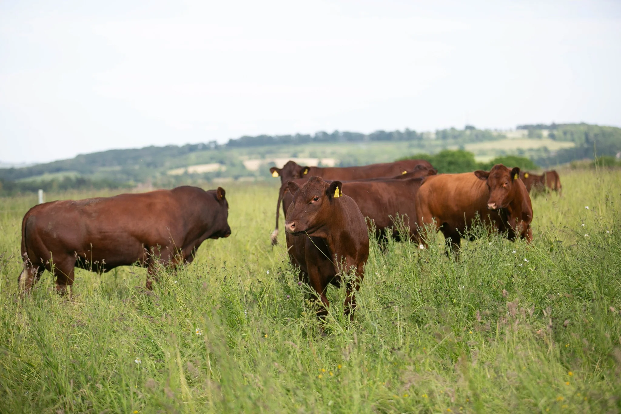 SWELL STUDIOS _SFT FUTURE OF FARMING-6.jpg