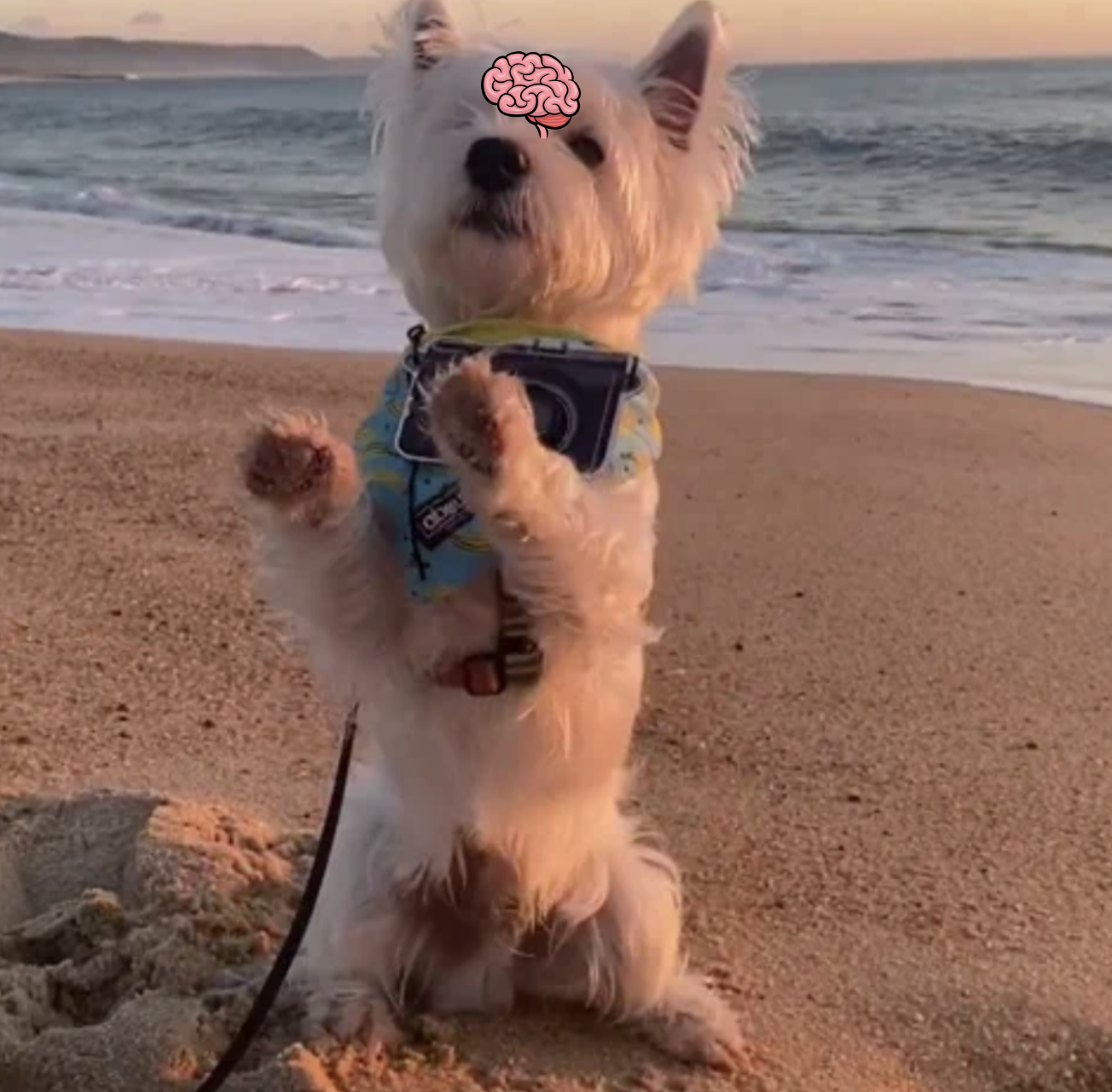 Old Dogs, Learning New Tricks, and The Magic of Neuroplasticity