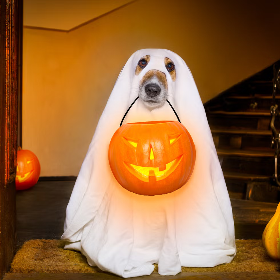 Why Do People Ghost? The Psychology Behind Your Scariest Habit.