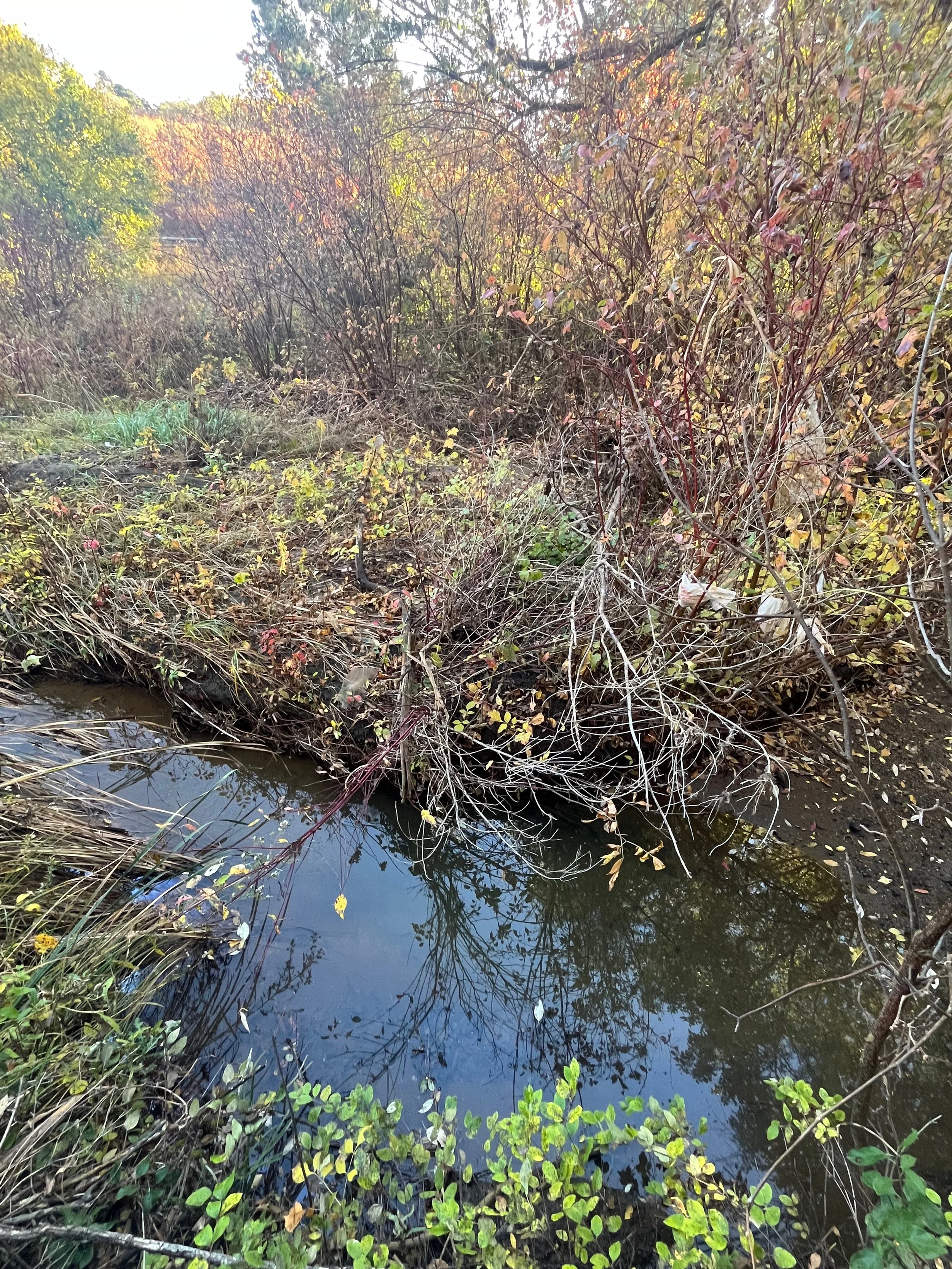 A small natural pond or creek surrounded by autumn foliage with brown, orange, and yellow leaves on bushes and trees, and clear reflective water.