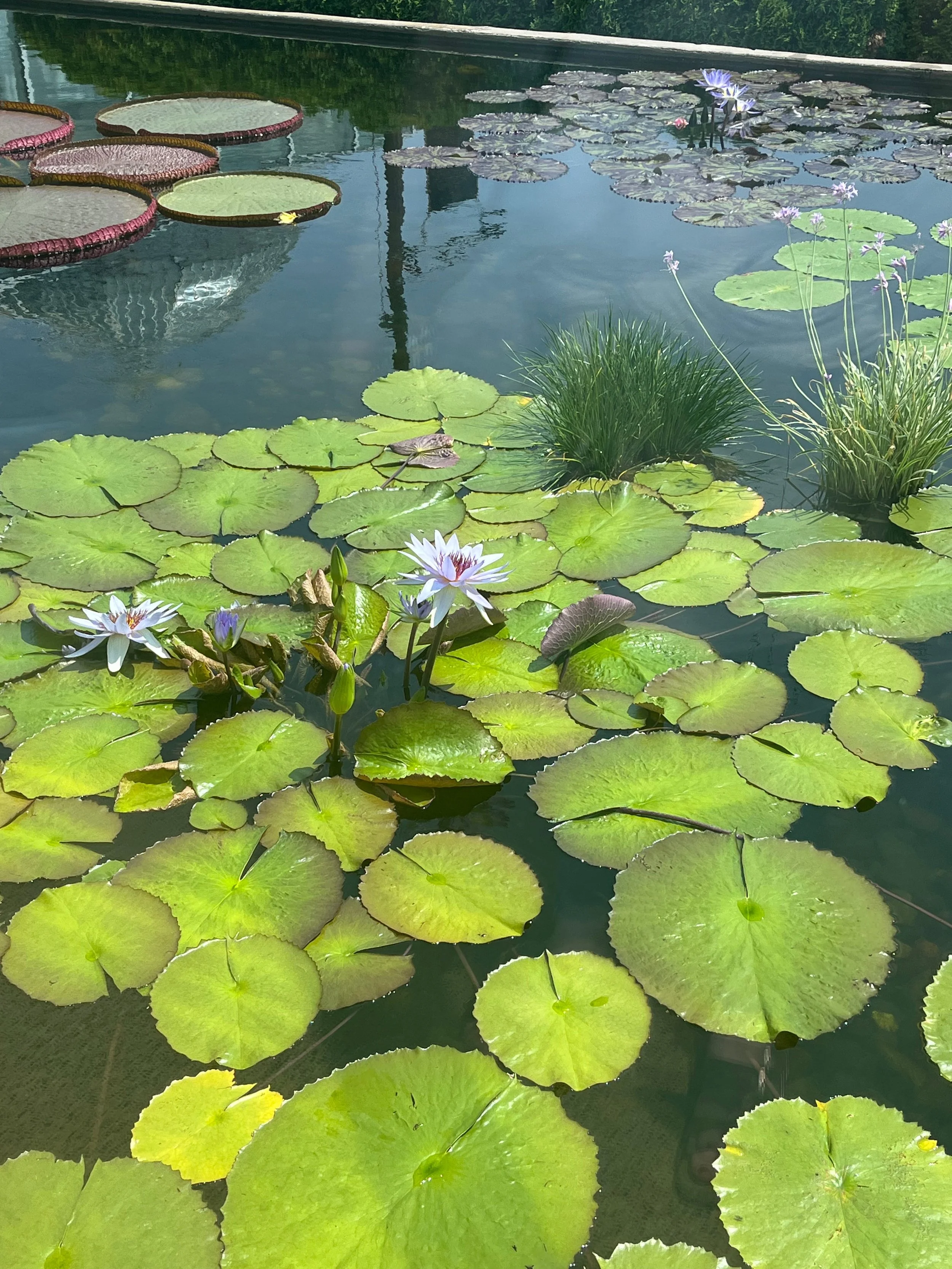 Water lily garden with floating green leaves and blooming water lilies on calm water.