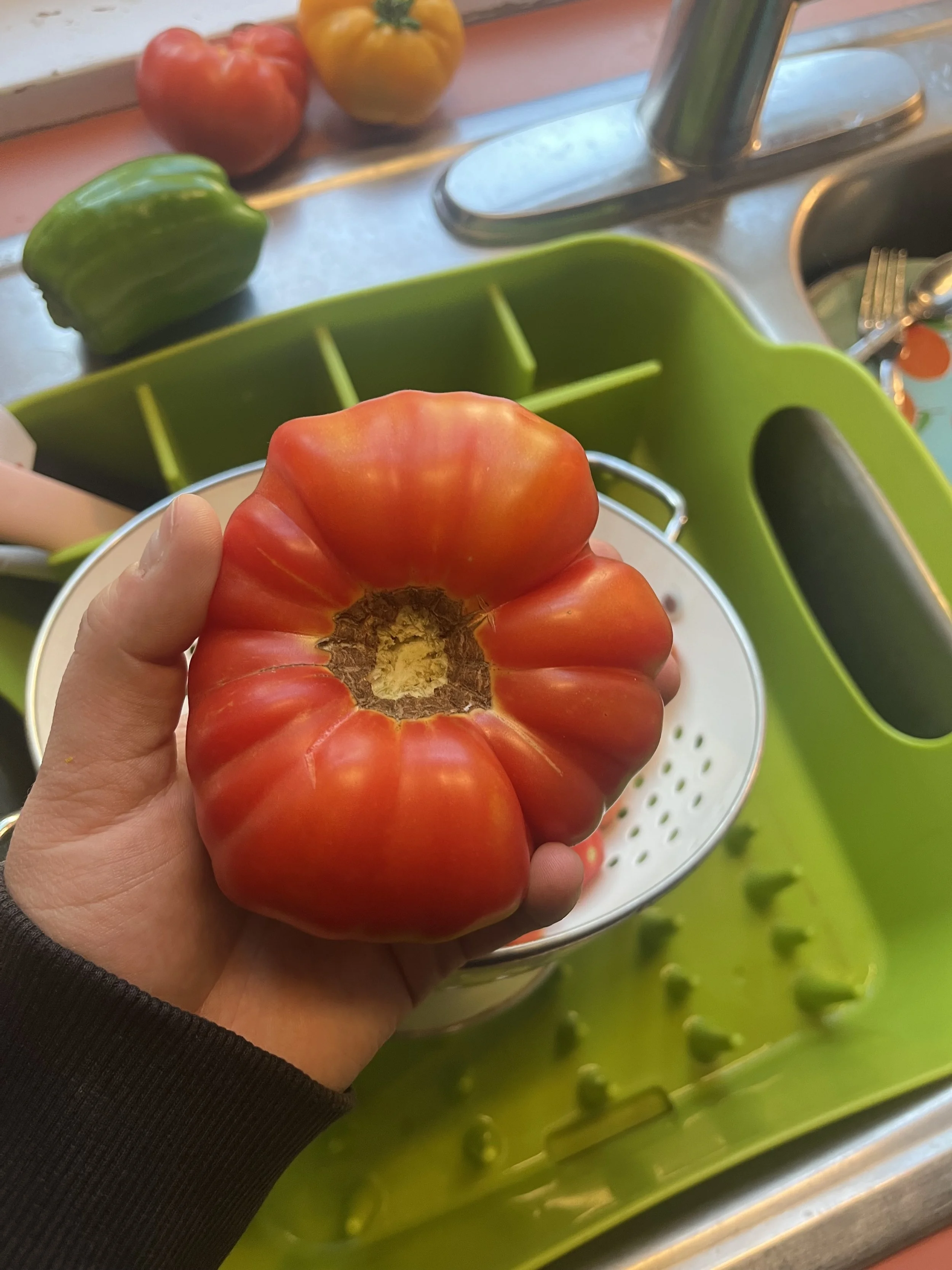 Hand holding a large, irregularly shaped, ripe red tomato in a kitchen sink area, with other tomatoes and a green and white strainer in the background.