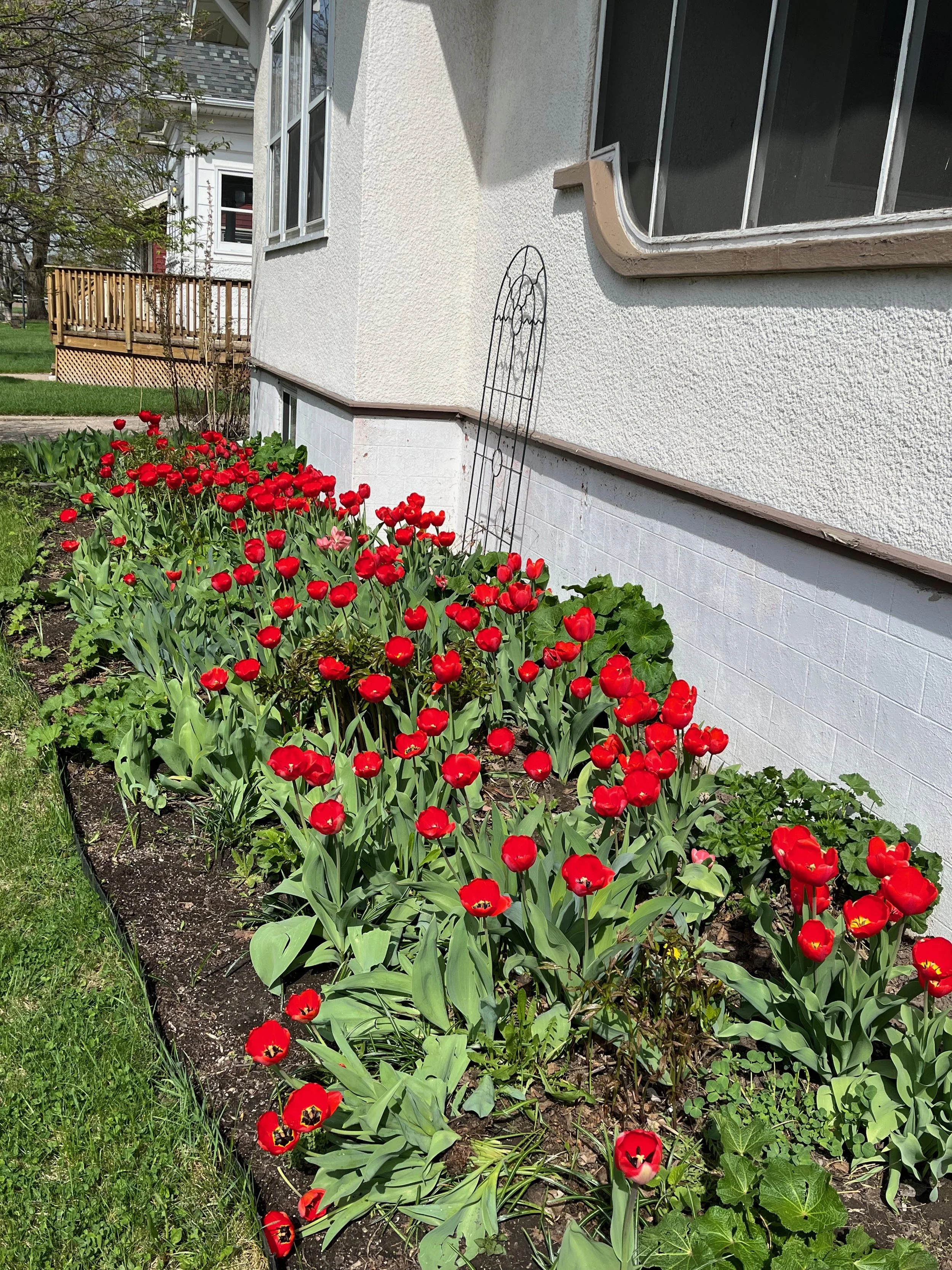 Garden bed with red tulips in front of a white house with a window, garden décor, and neighboring houses in the background.