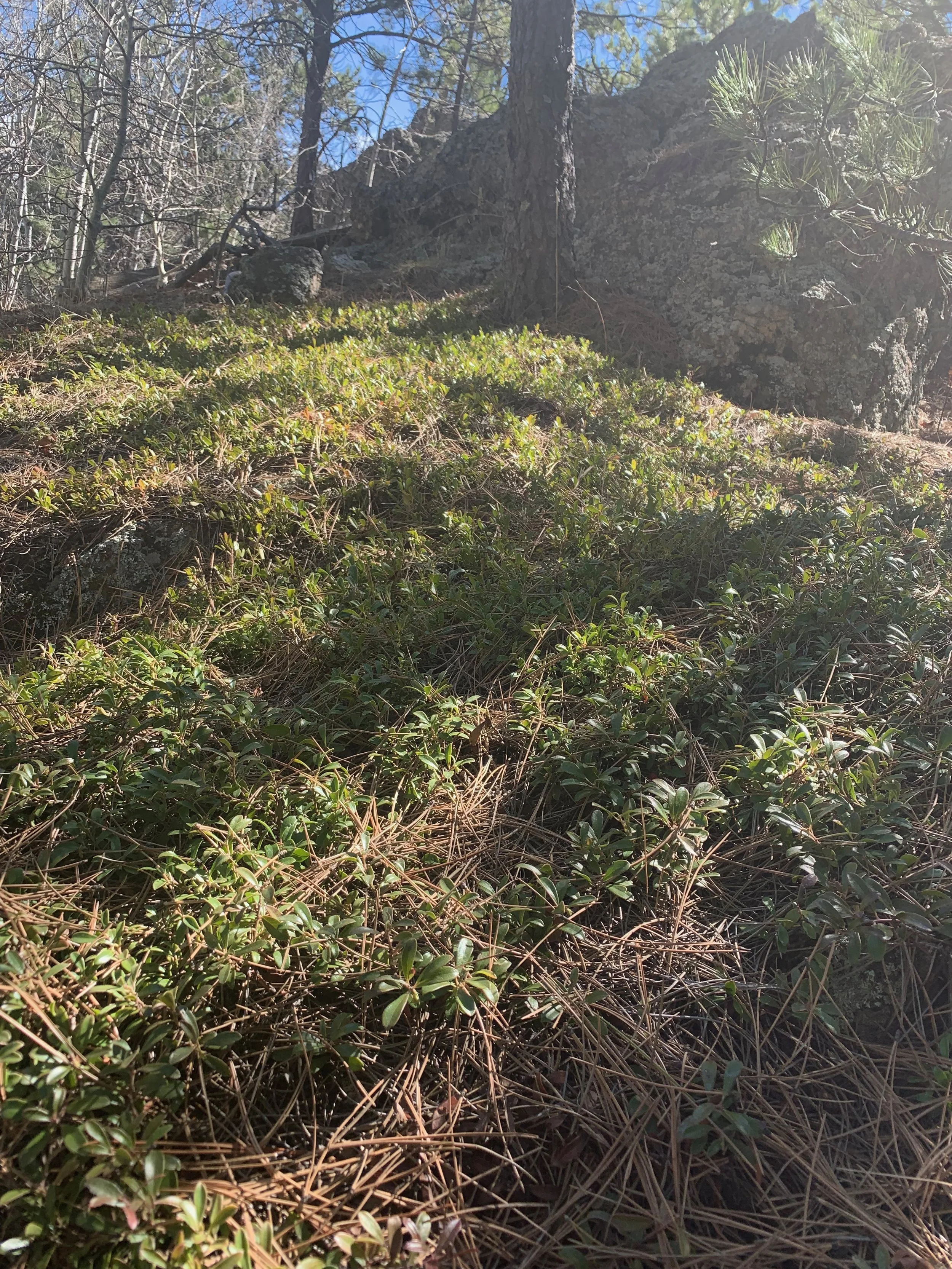 Close-up of forest floor with small green shrubs, dry pine needles, and a large tree trunk in a mountain setting under blue sky.
