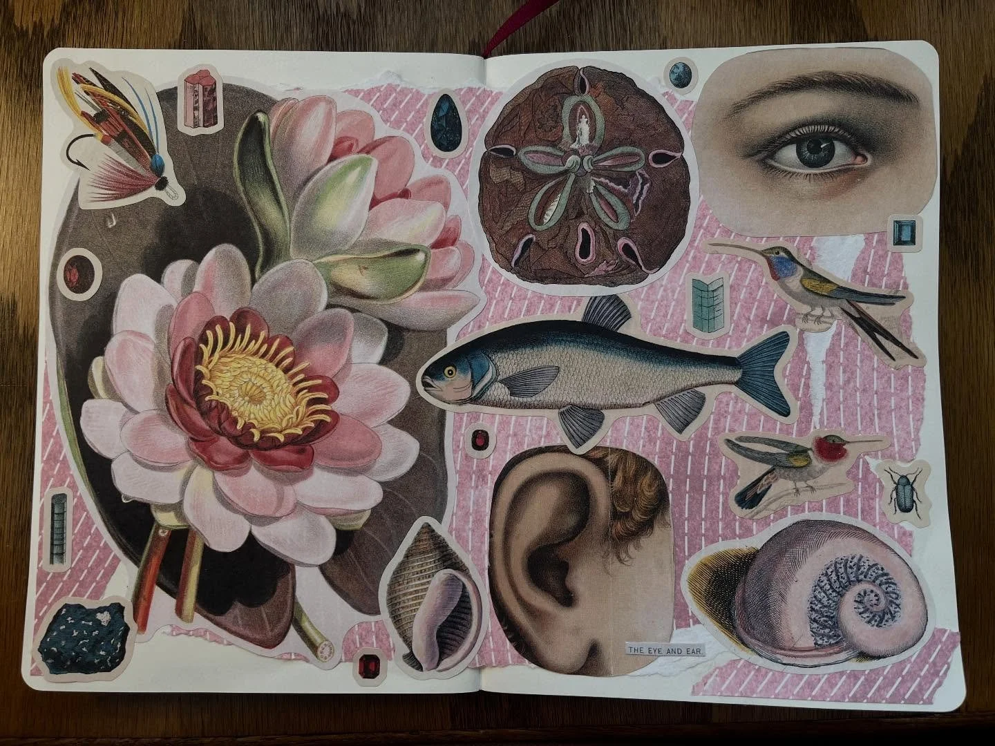 11/27/25 collages 🌸🐟💙