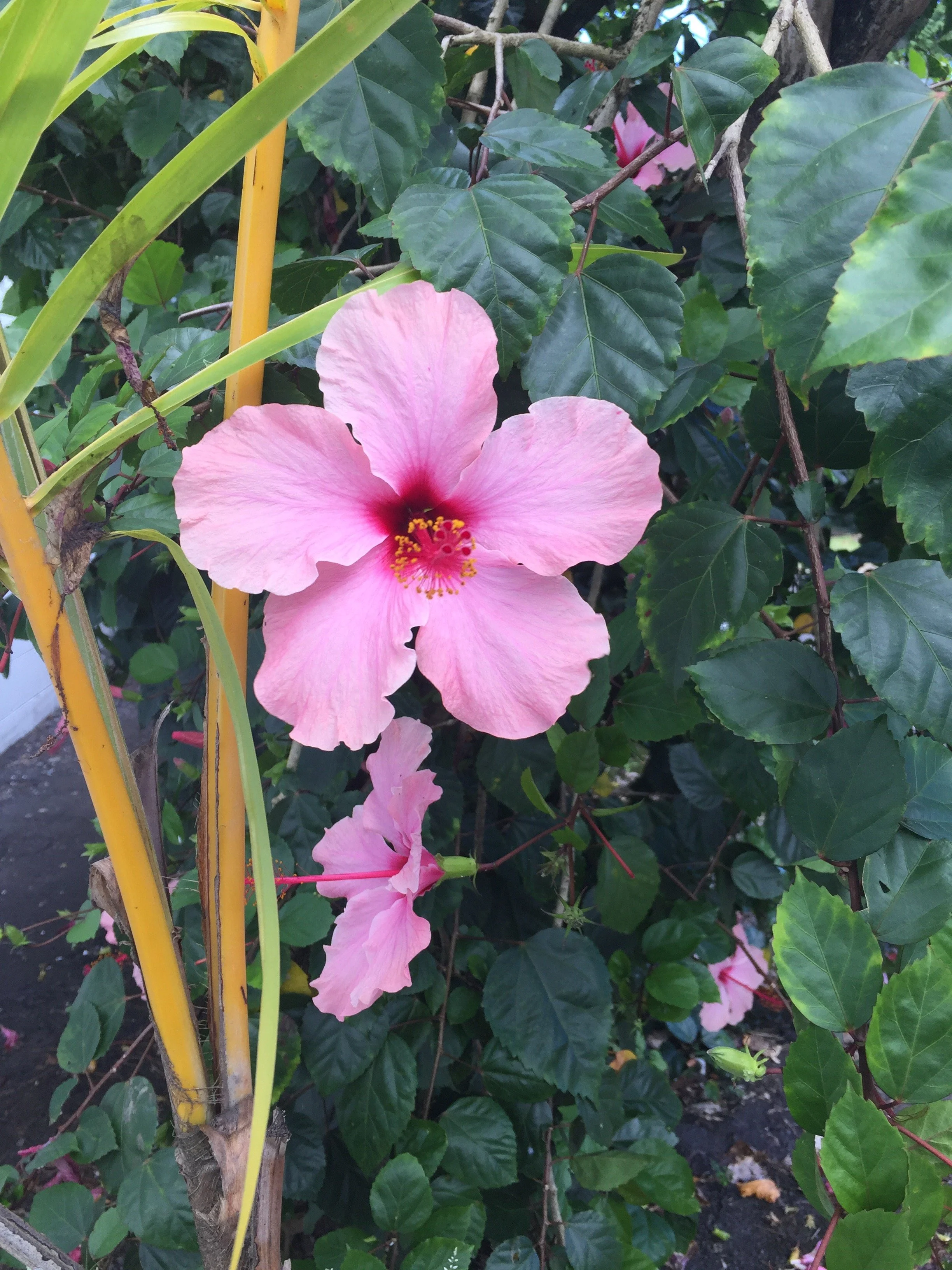 Pink hibiscus flower with a dark center, surrounded by green leaves and vines.