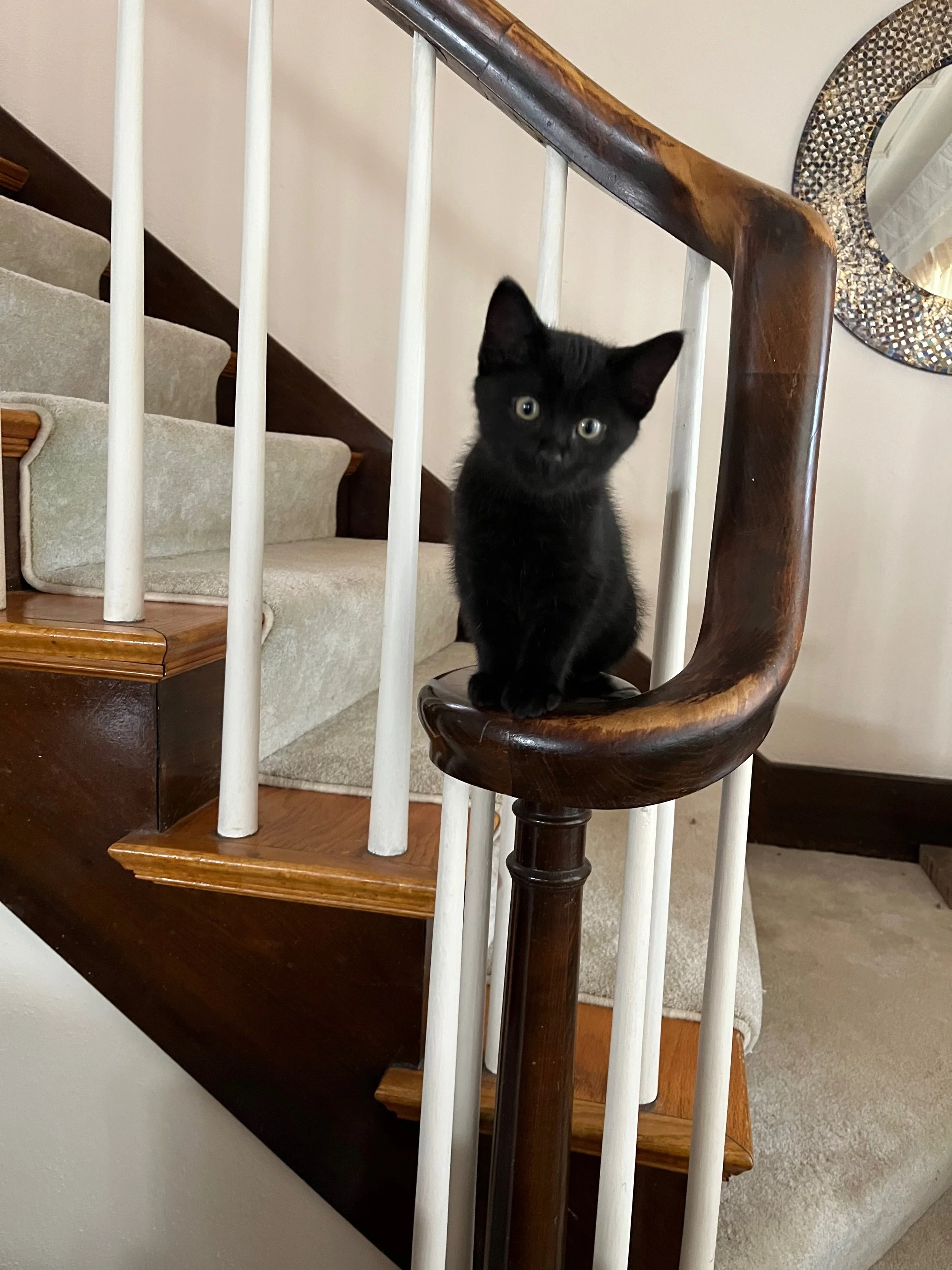 A black kitten sitting on a wooden staircase handrail inside a house.
