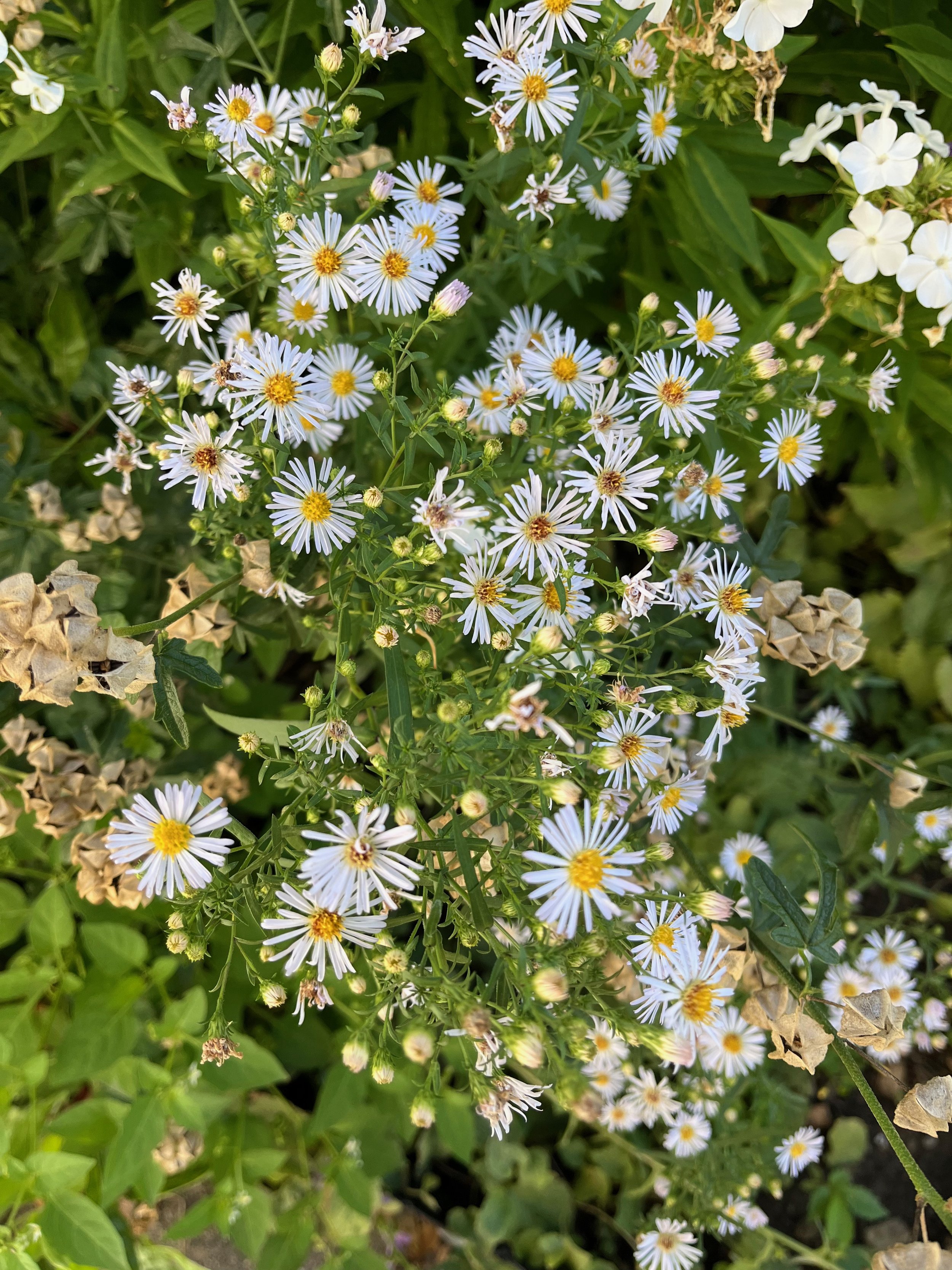 Close-up of small white and yellow daisy-like flowers with green foliage surrounding them.