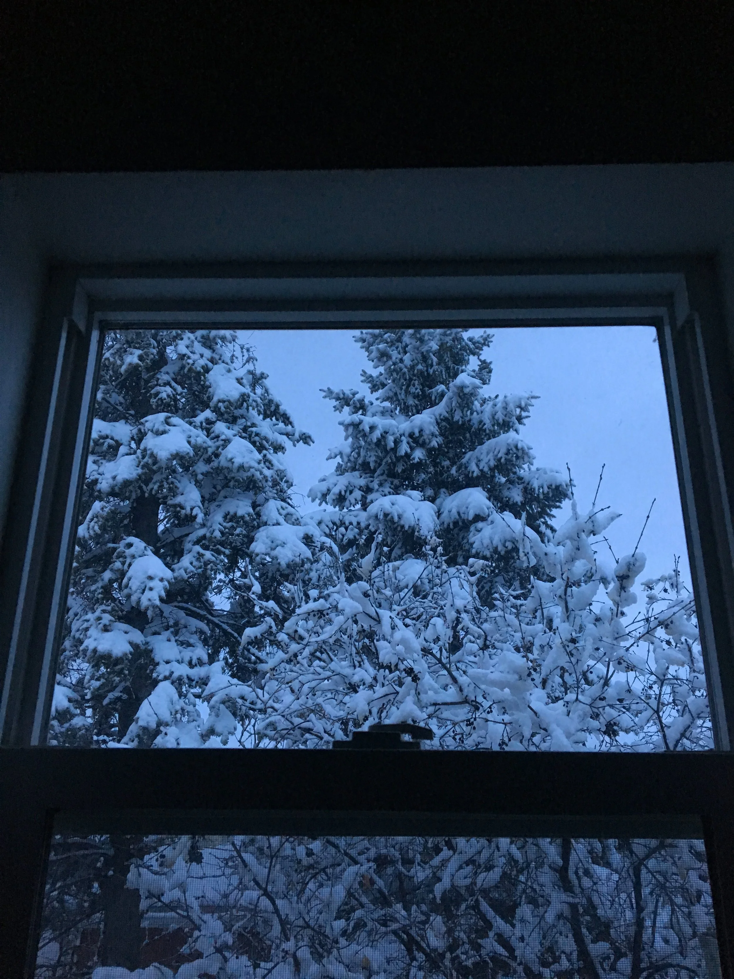 Snow-covered trees viewed from a window, with a partly open window at the bottom.
