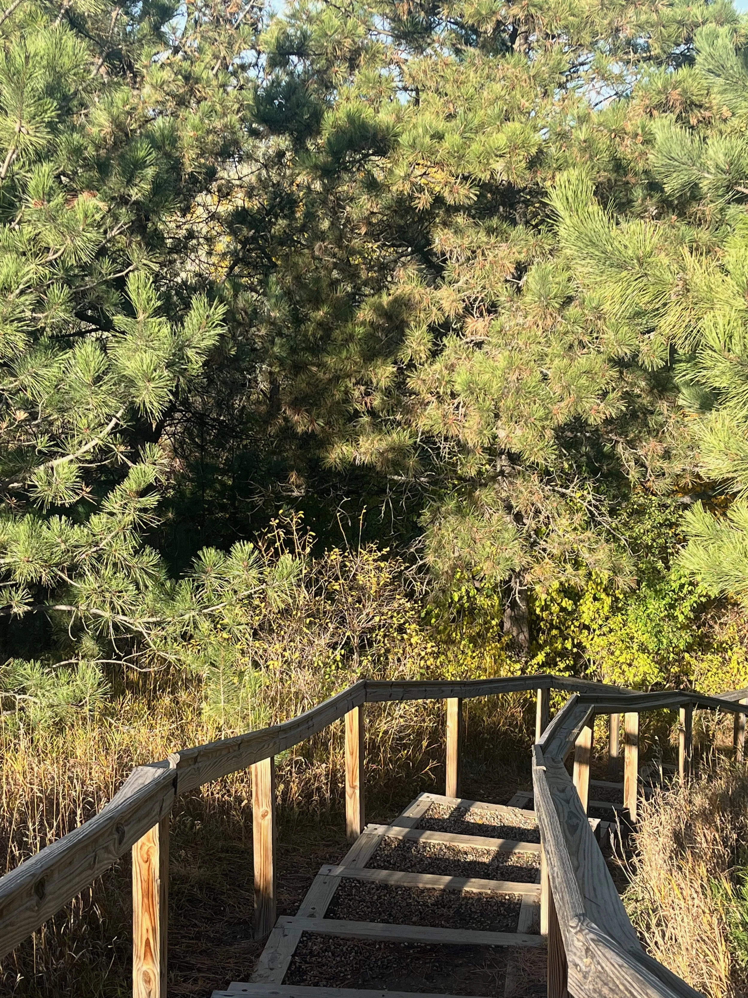 Wooden staircase descending through a grassy and wooded area with green pine trees and bushes.