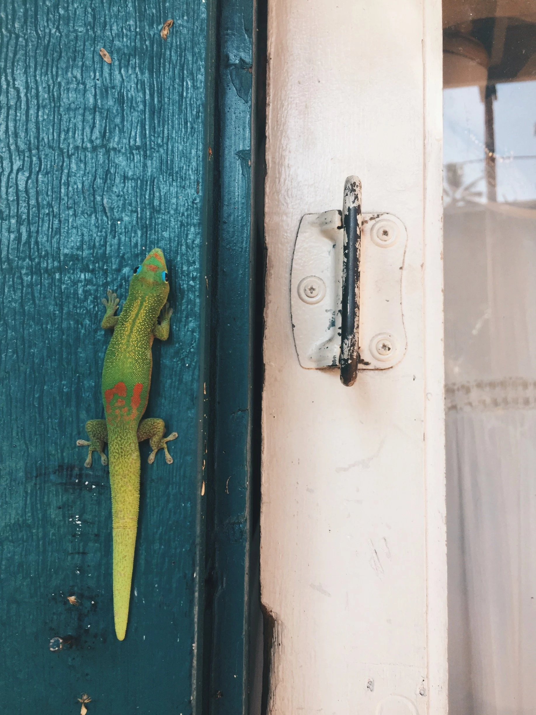 A colorful gecko climbing on a weathered teal wooden door next to a white doorframe with a black and white latch.