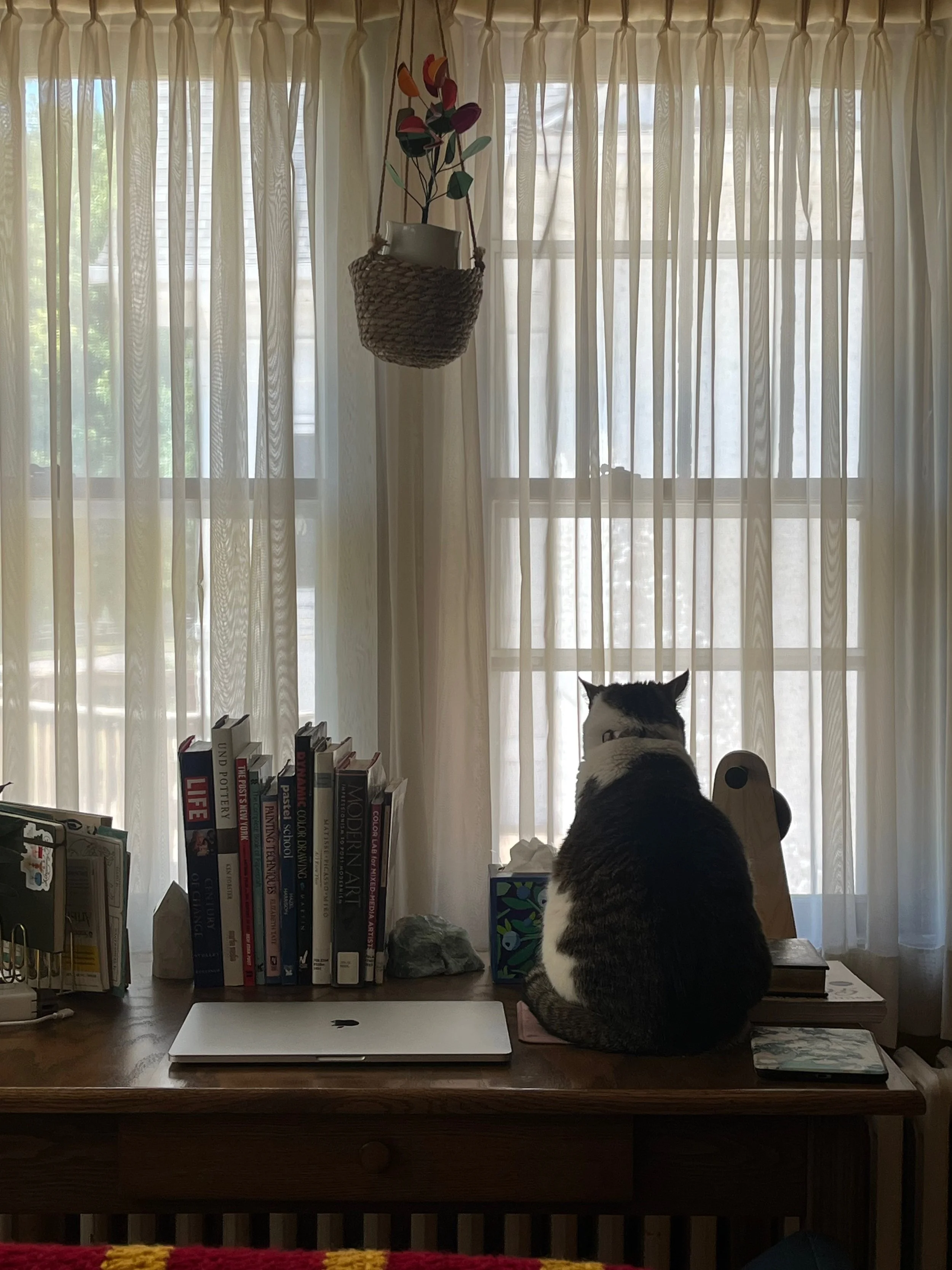 A cat sitting on a wooden desk near books, a MacBook, a tissue box, and other objects, looking out a window with sheer curtains.