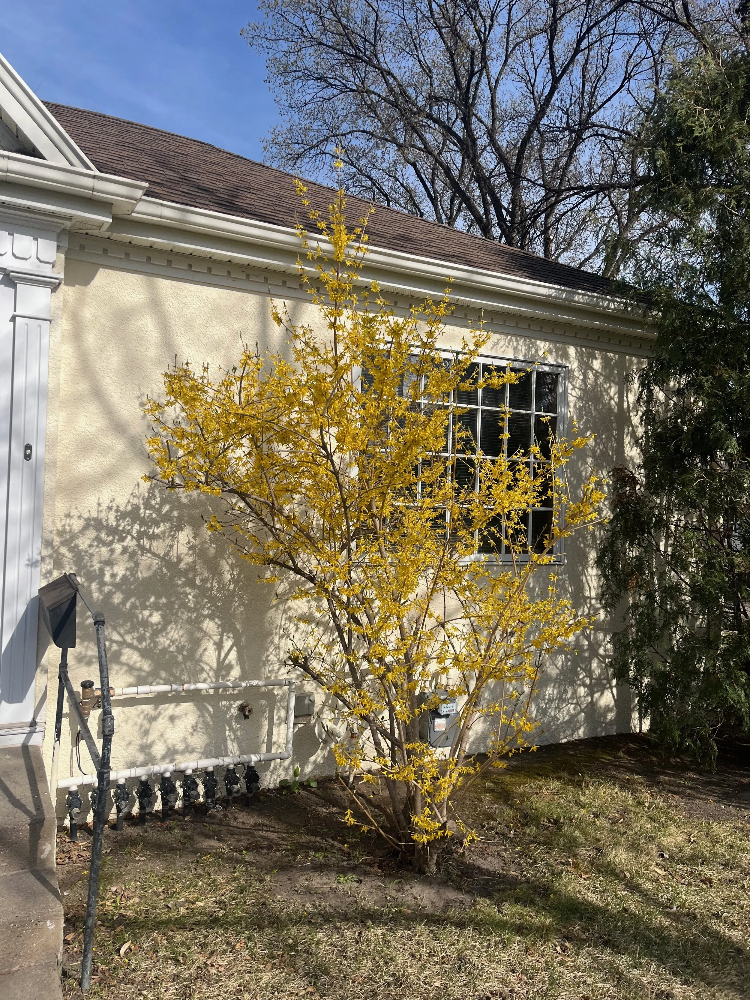 A yellow flowering shrub next to a cream-colored house with a window and a sloped roof, with a clear blue sky and tall trees in the background.