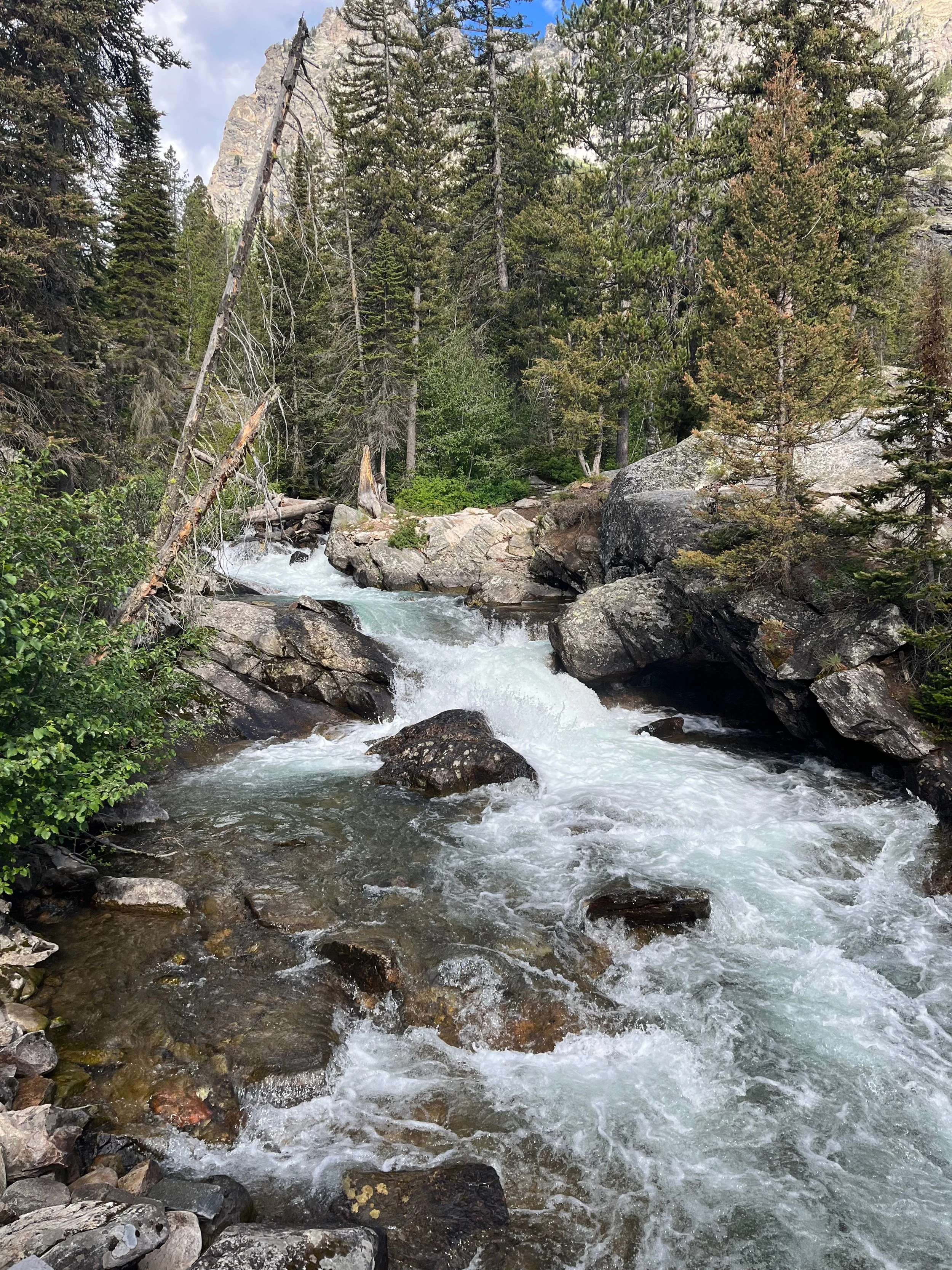 A mountain stream flowing over rocks in a forested area with tall pine trees and a mountain peak in the background.