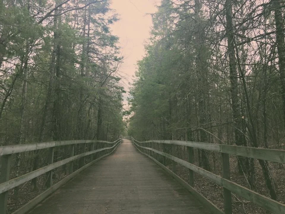 A wooden boardwalk trail surrounded by dense trees and forest, with a metal railing on both sides, extending into the distance under a slightly overcast sky.