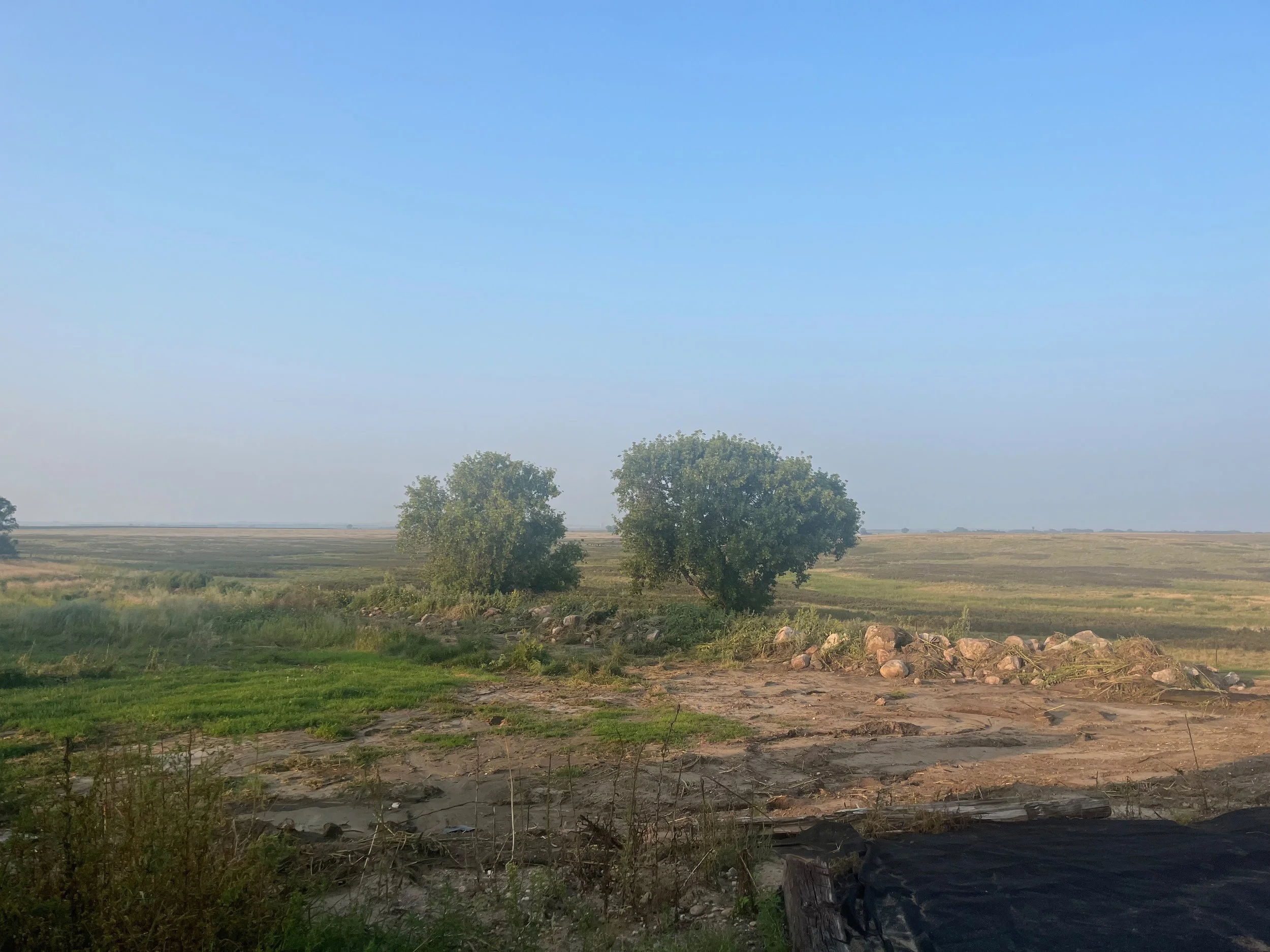 Open field with two trees and scattered rocks under a clear blue sky.