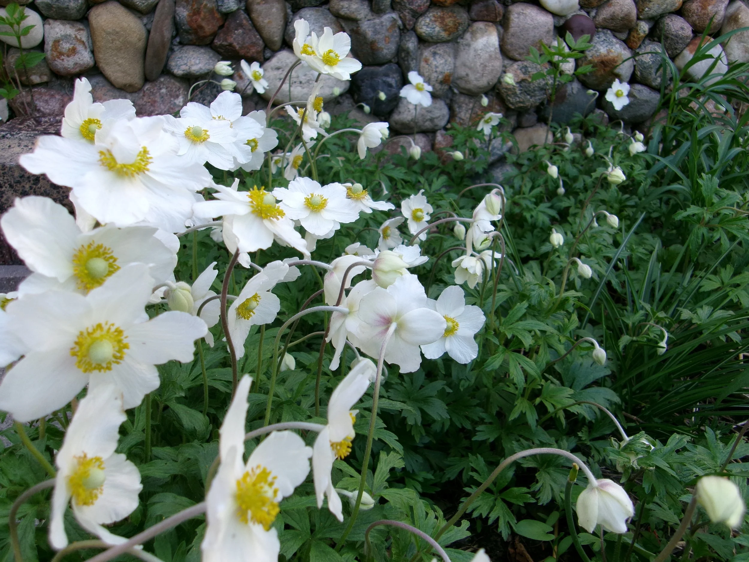 White flowers with yellow centers growing in a garden with a stone wall in the background.