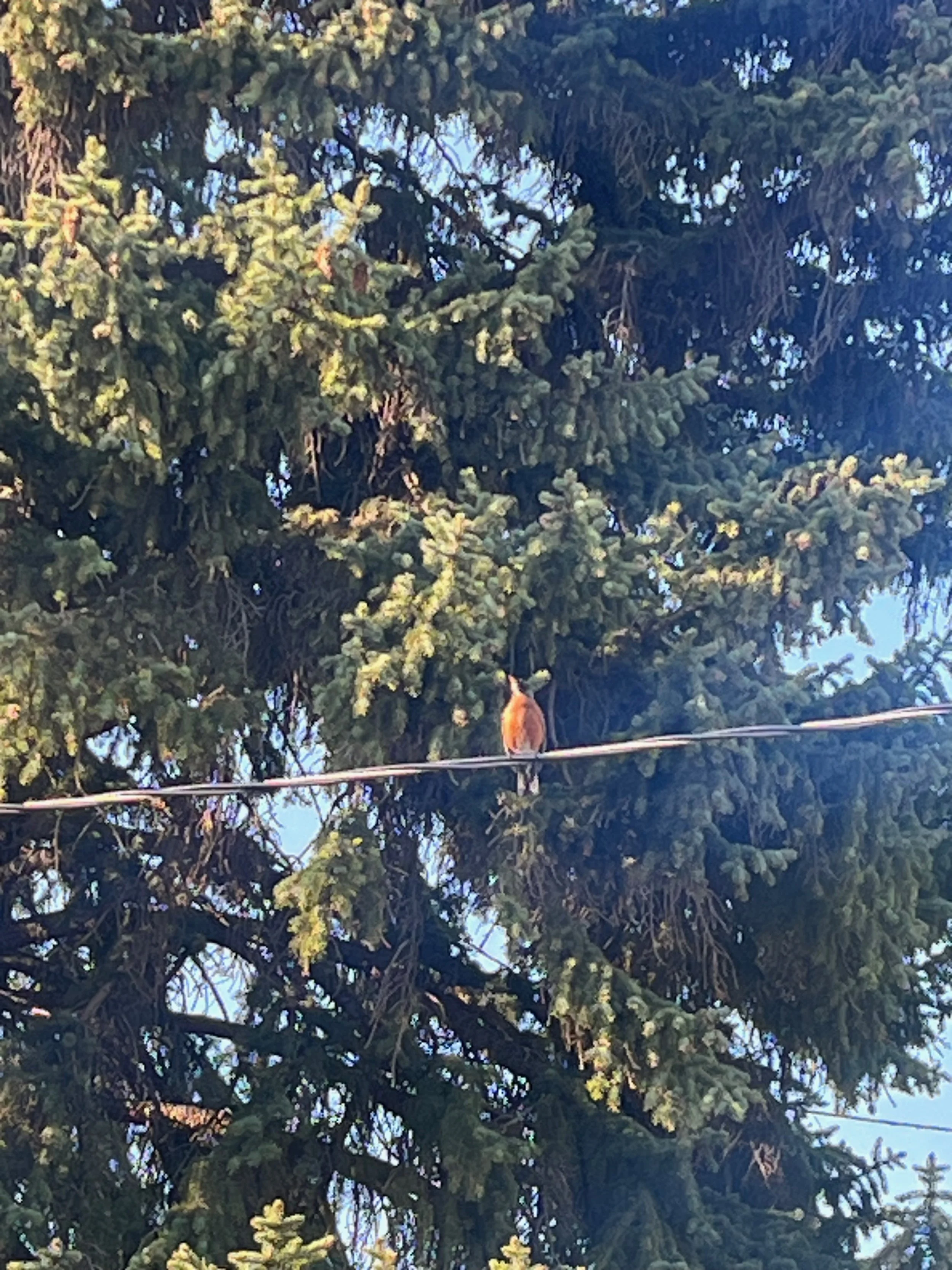 A small orange bird perched on a wire in front of a large evergreen tree with dense branches and needles.