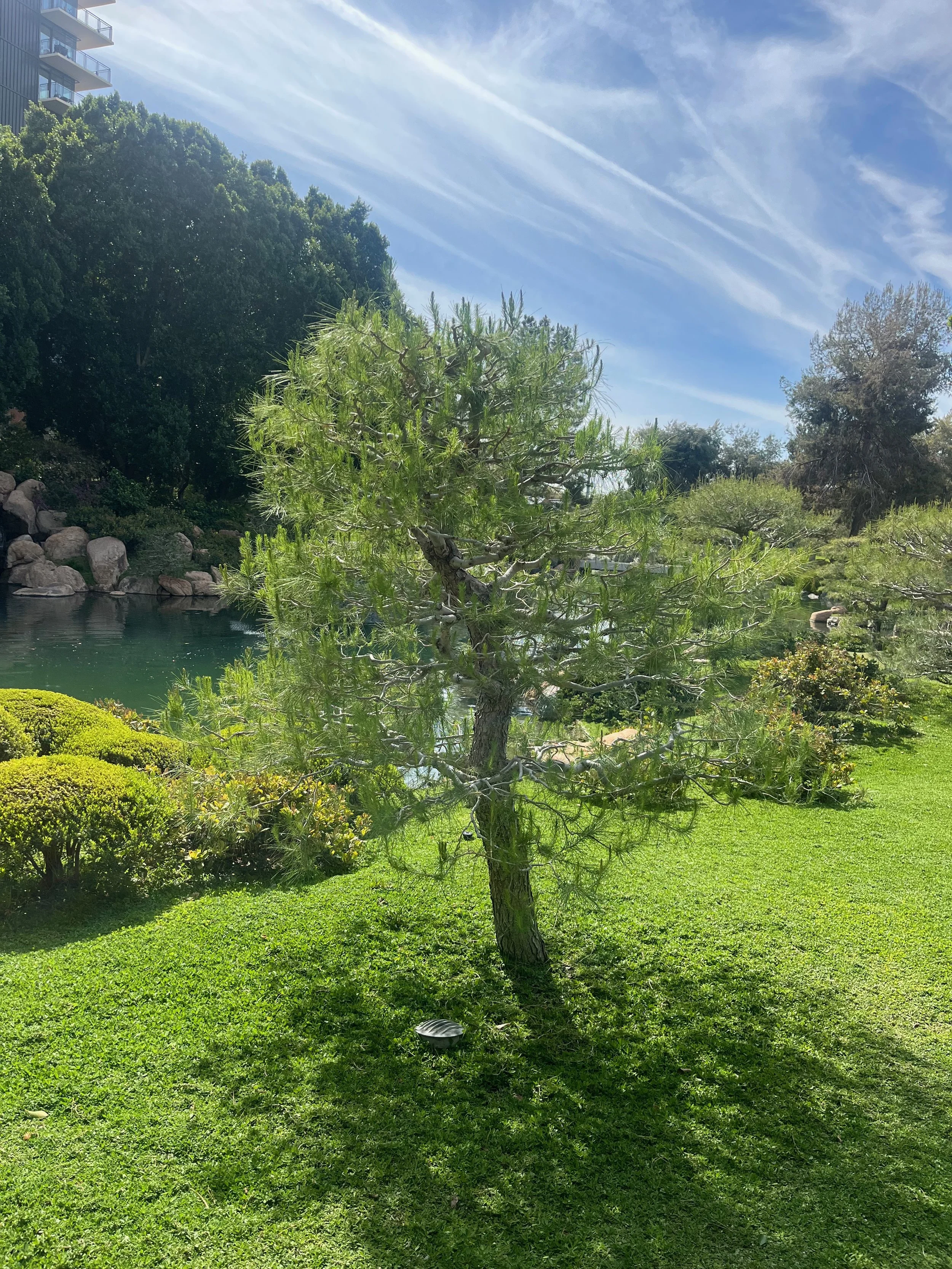 A small tree on a well-maintained lawn with bushes and a pond in the background under a clear blue sky with wispy clouds.