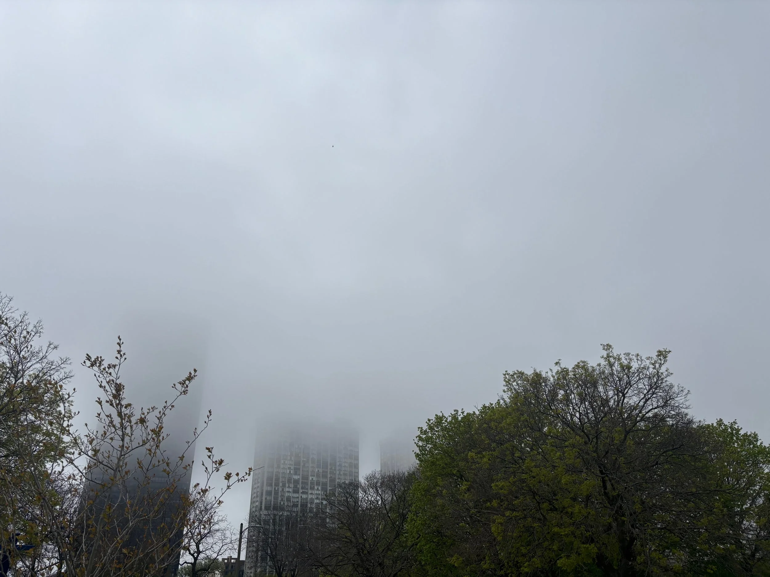 Skyscrapers partially obscured by fog or low clouds, with trees in the foreground.