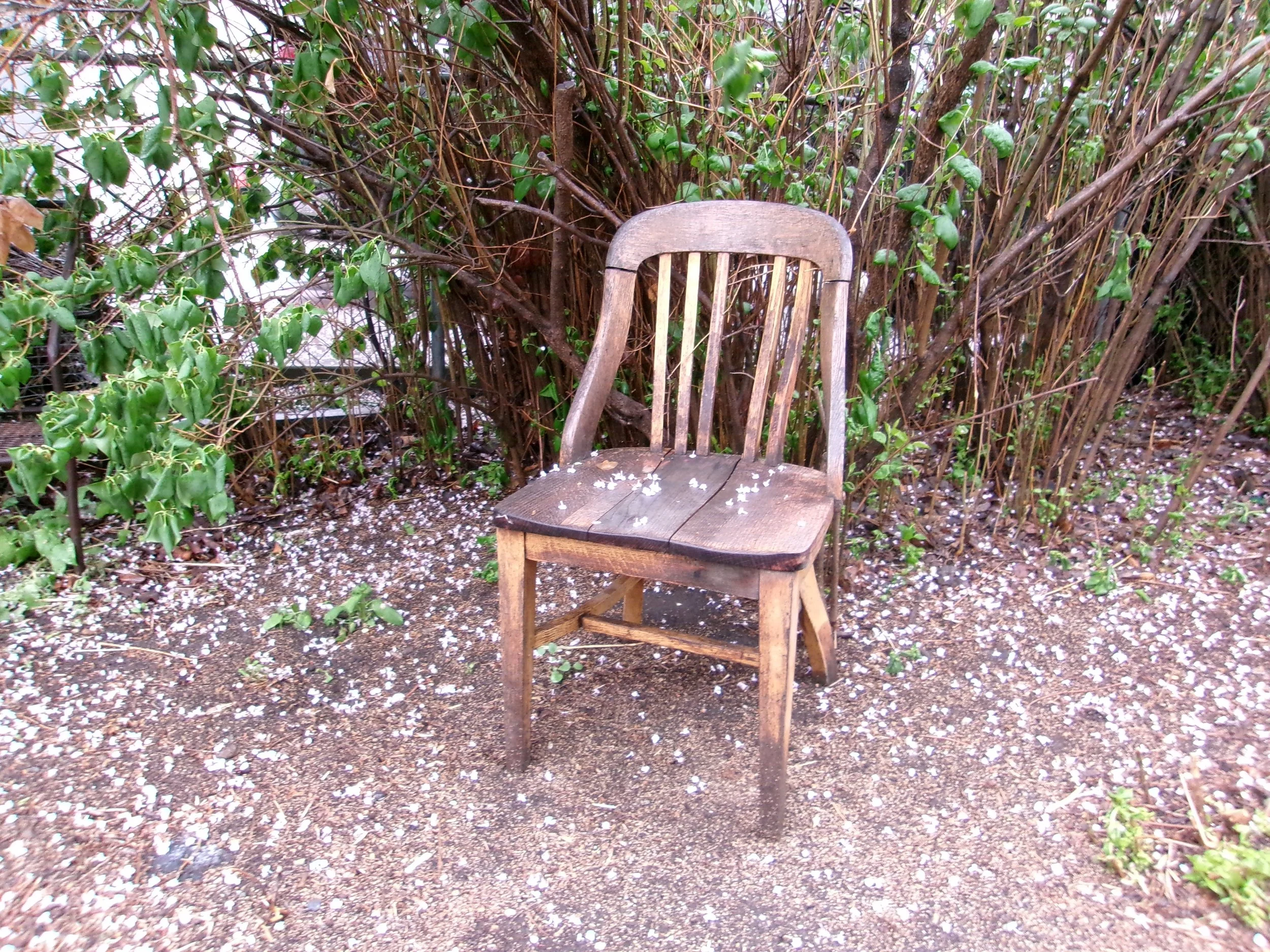 An old wooden chair with a slatted backrest and a weathered seat, situated outdoors on bare ground with small white flower petals scattered on it, against a backdrop of dense green bushes.