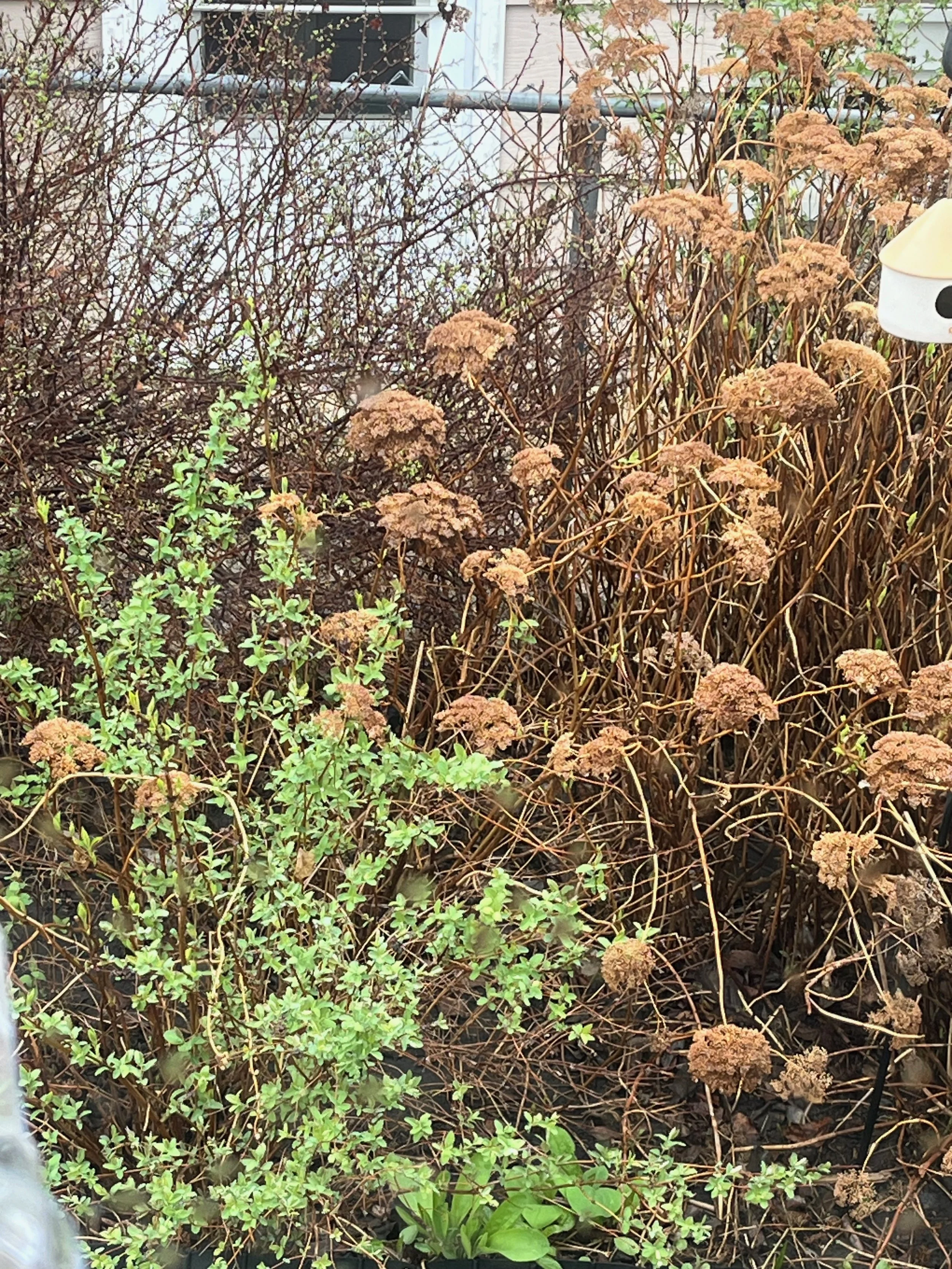 Overgrown garden with dead brown plants and some green shrubbery.