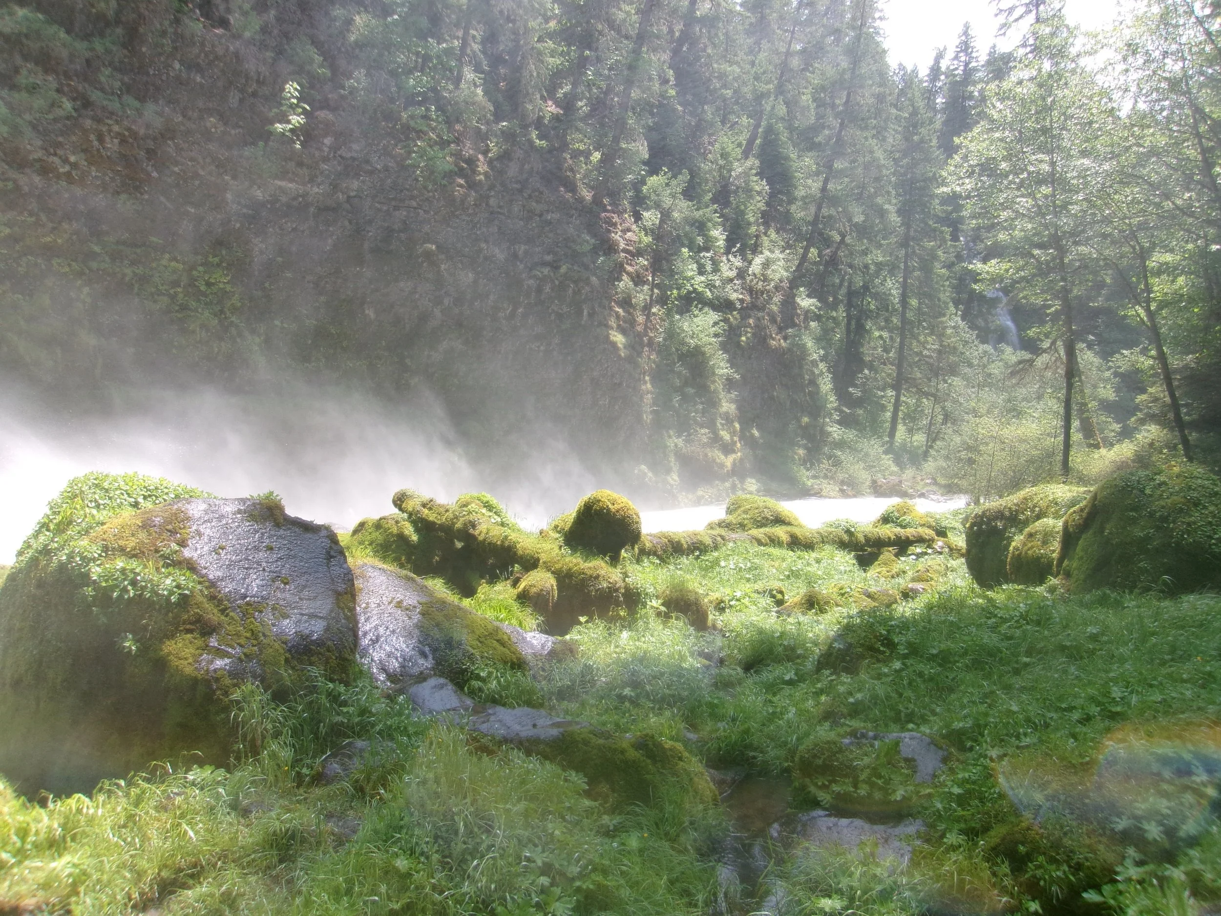 A lush green forest with moss-covered rocks and a river or waterfall flowing through it, surrounded by tall trees and mist.