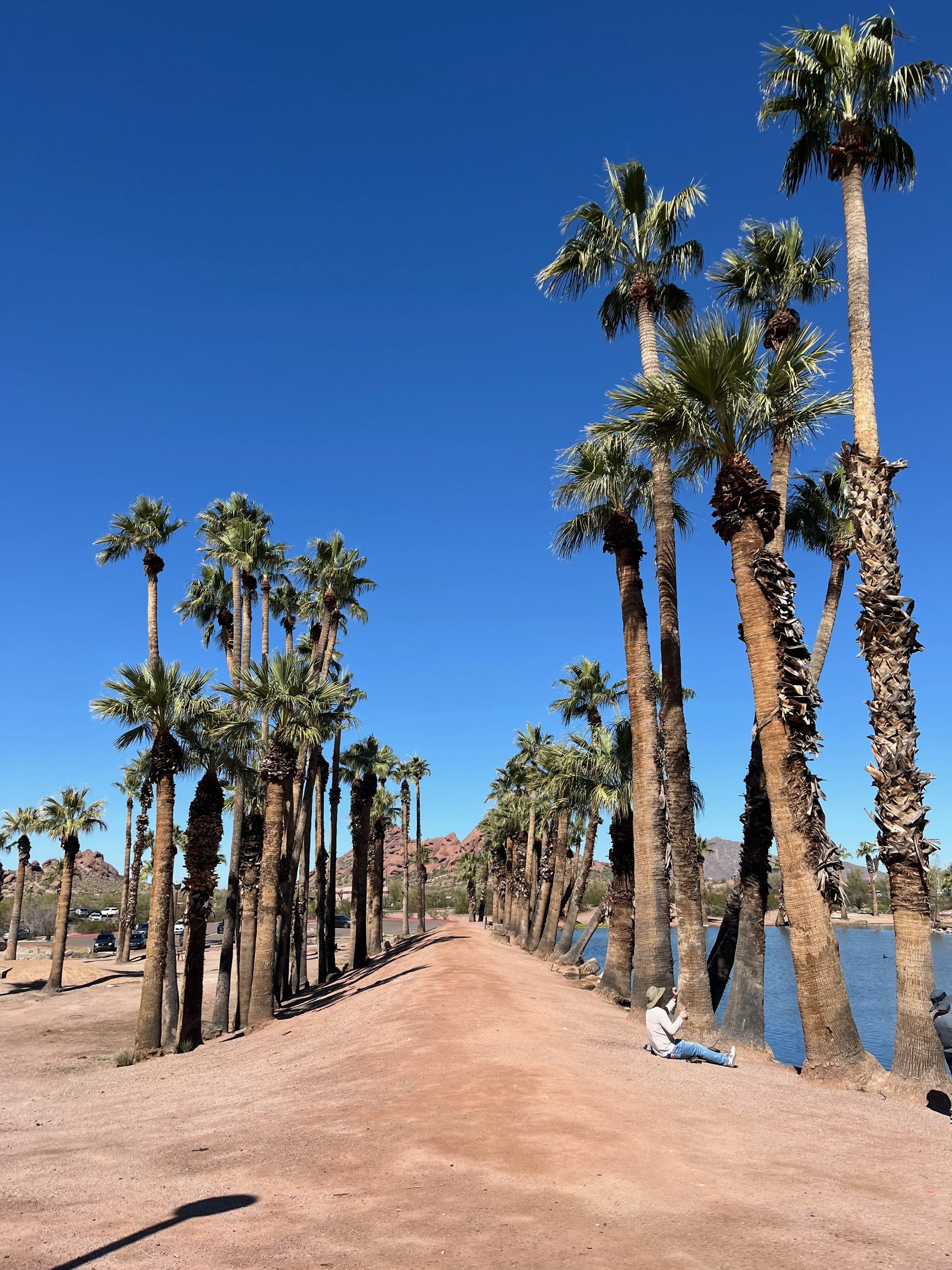 Line of palm trees alongside a pathway near a body of water on a sunny day with clear blue sky.