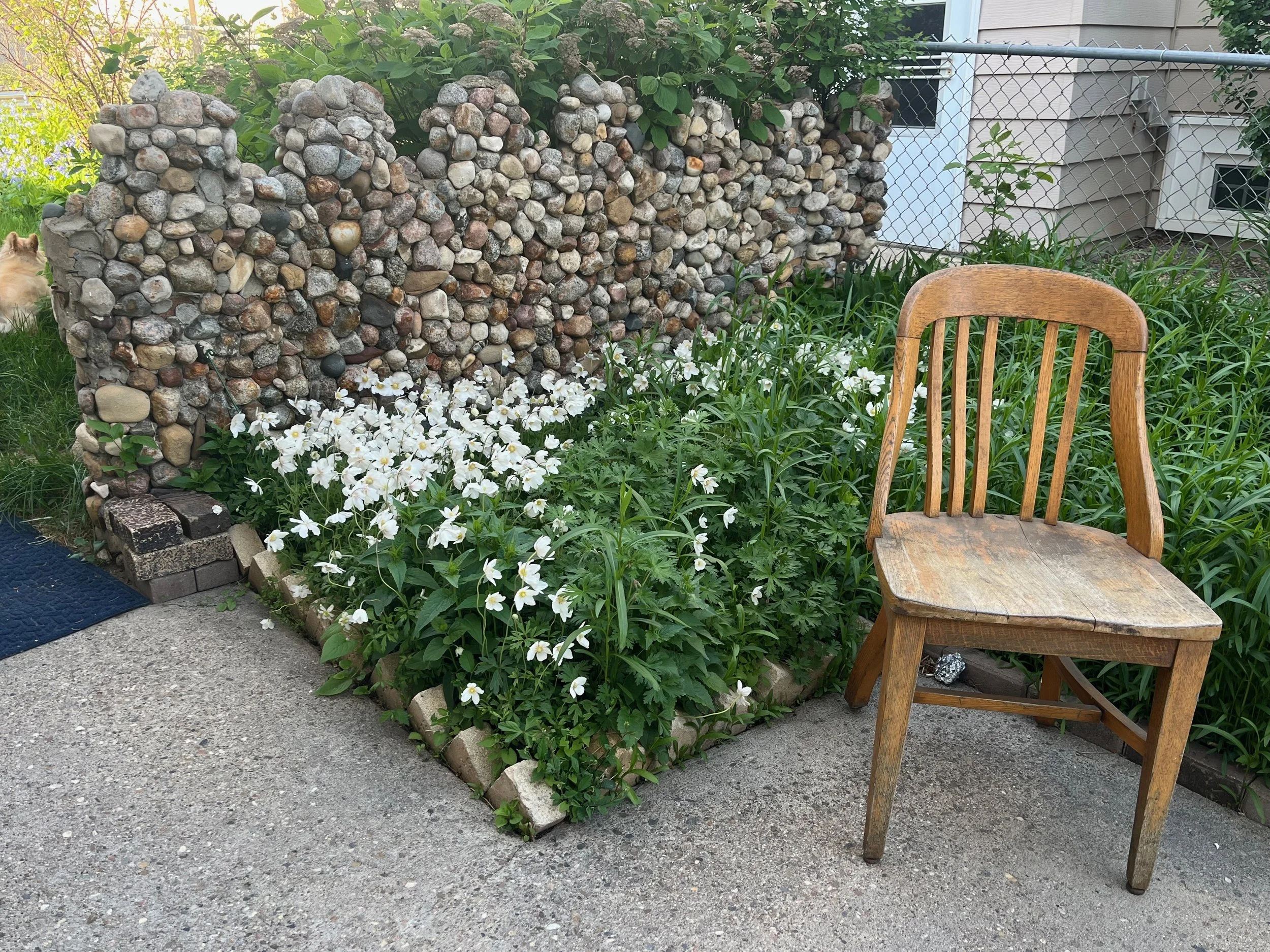 A weathered wooden chair is placed next to a flower bed with white flowers and green foliage. In the background, a stone wall made of rounded rocks and a chain-link fence are visible.