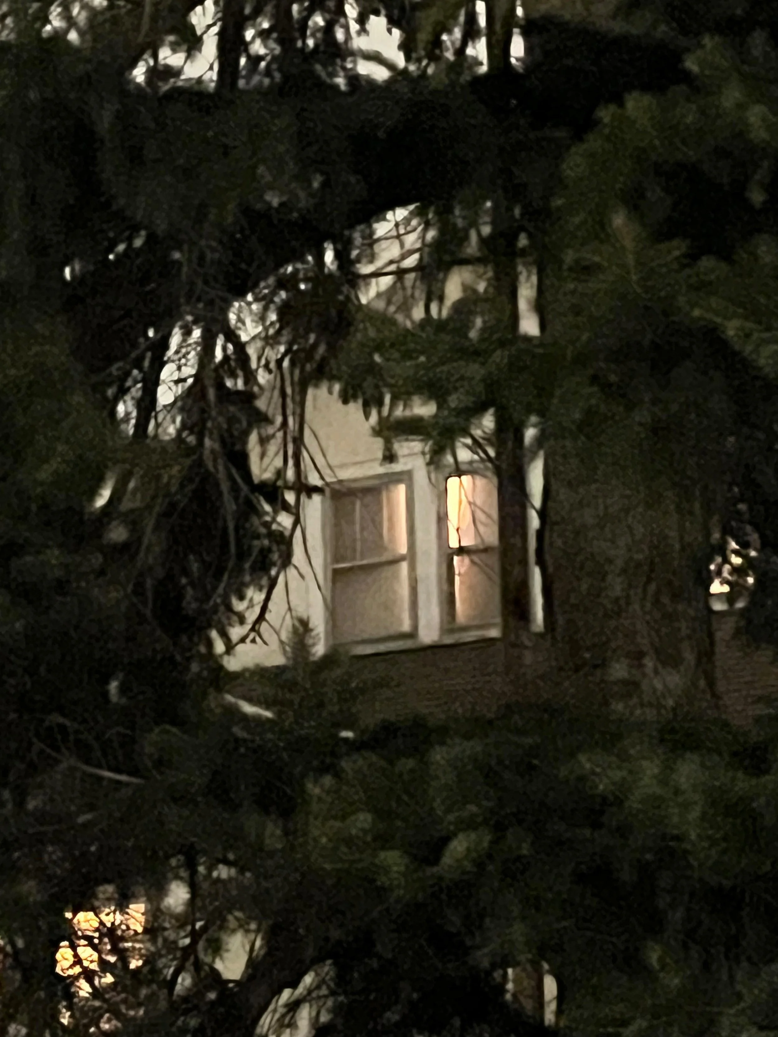 A house window glowing with orange light visible through dense tree branches and leaves at dusk or dawn.