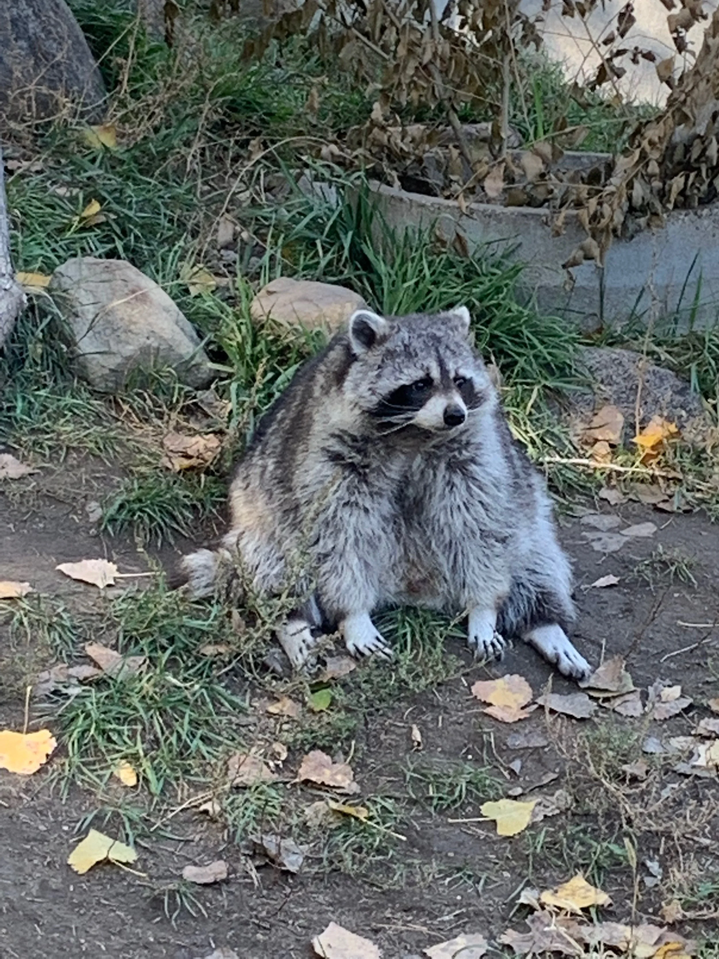 A raccoon sitting on the ground amidst scattered fallen leaves and green plants, with rocks and dry branches in the background.
