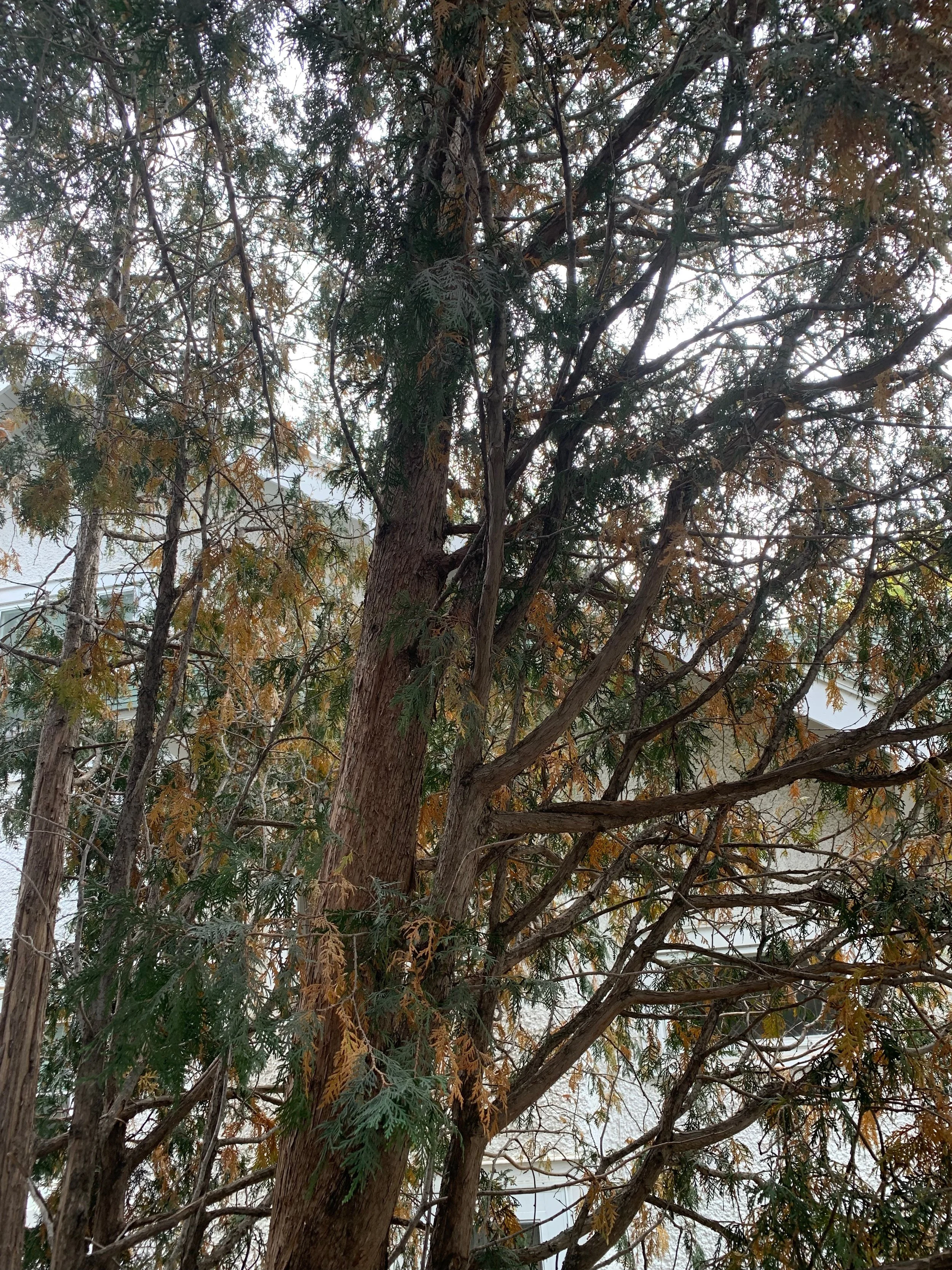 Close-up view of a tree with green and brown leaves, branches, and a partly cloudy sky in the background.