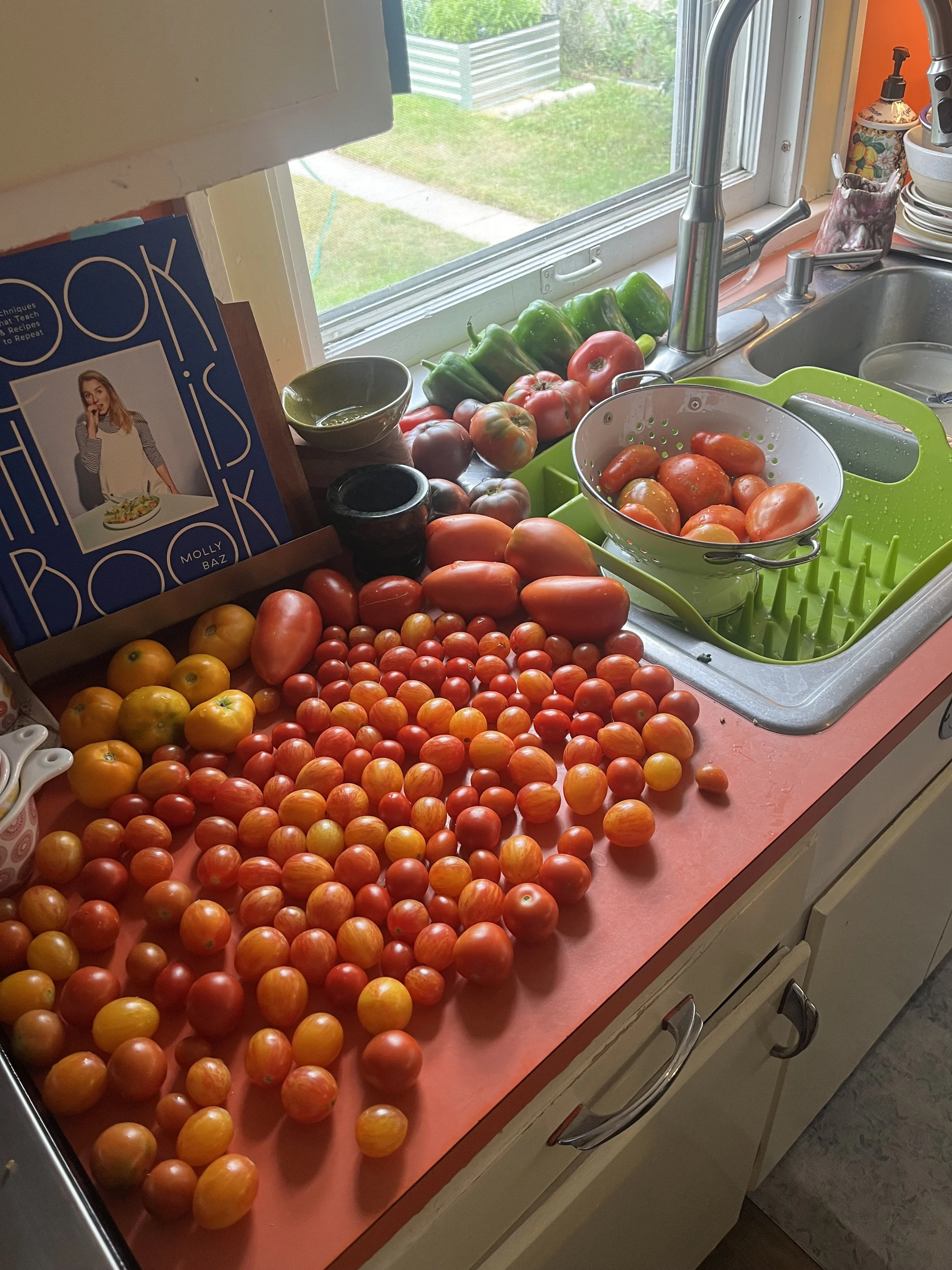 Kitchen countertop filled with various tomatoes, some in a white colander and others scattered on the red countertop, near a window with a view of grass and a garden outside.