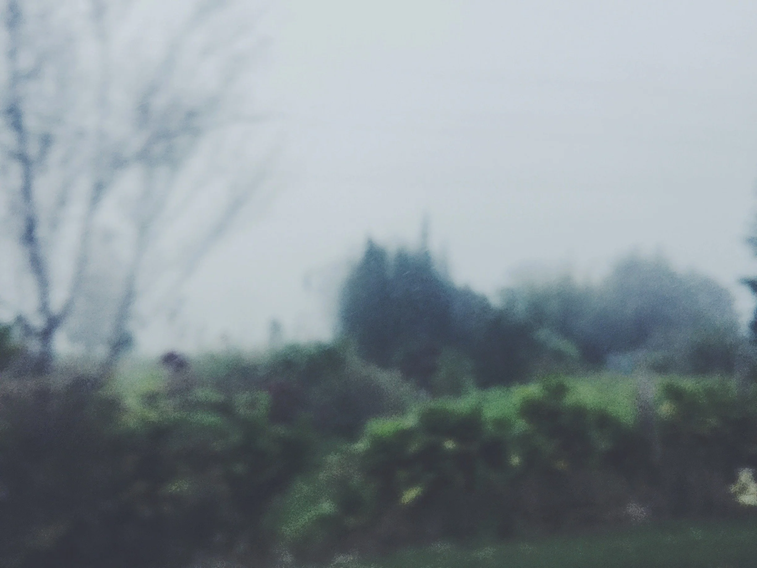 Blurry image of a foggy landscape with trees and bushes in the background.