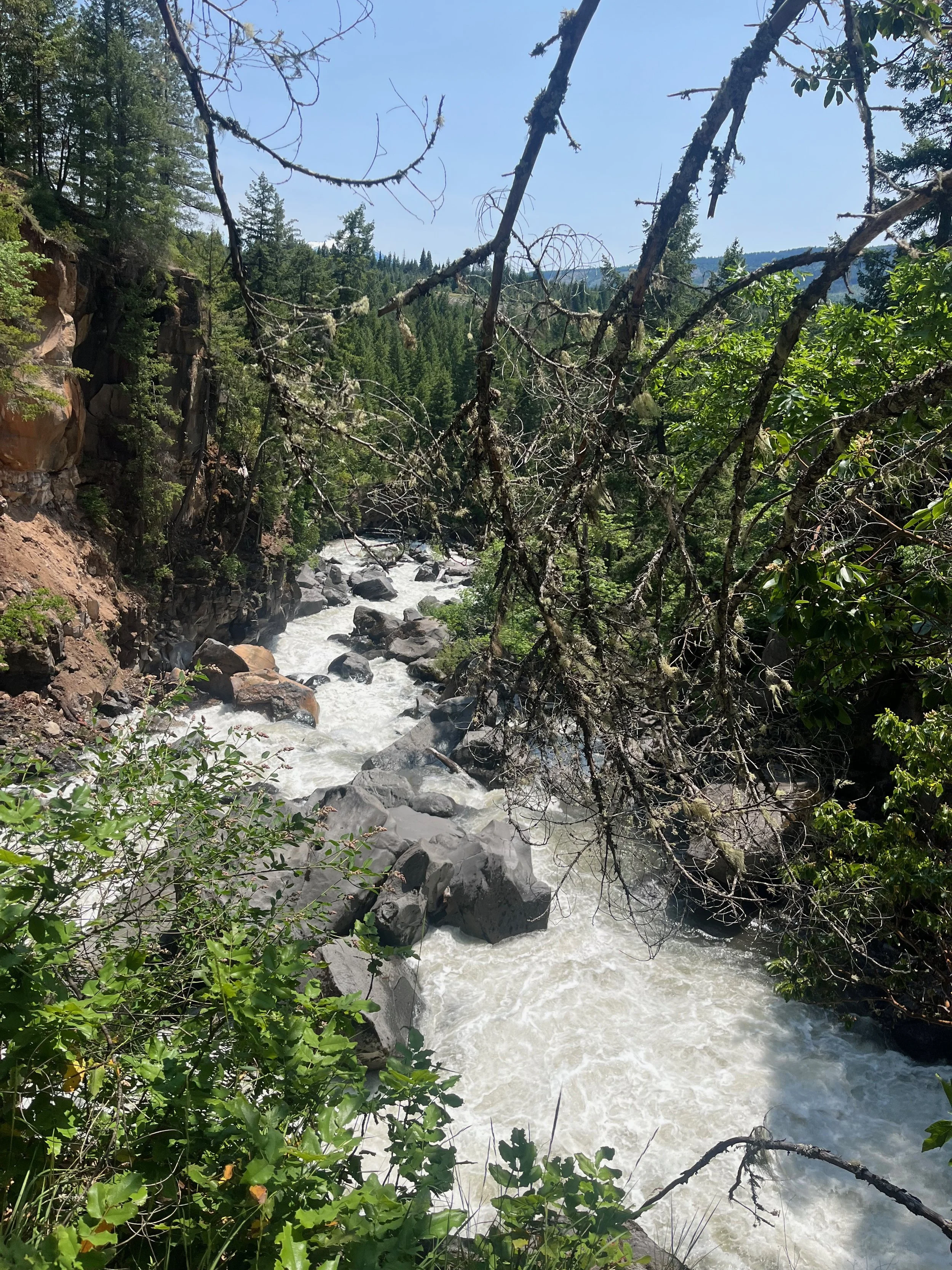 A rocky river flowing through a forested canyon under a bright blue sky.