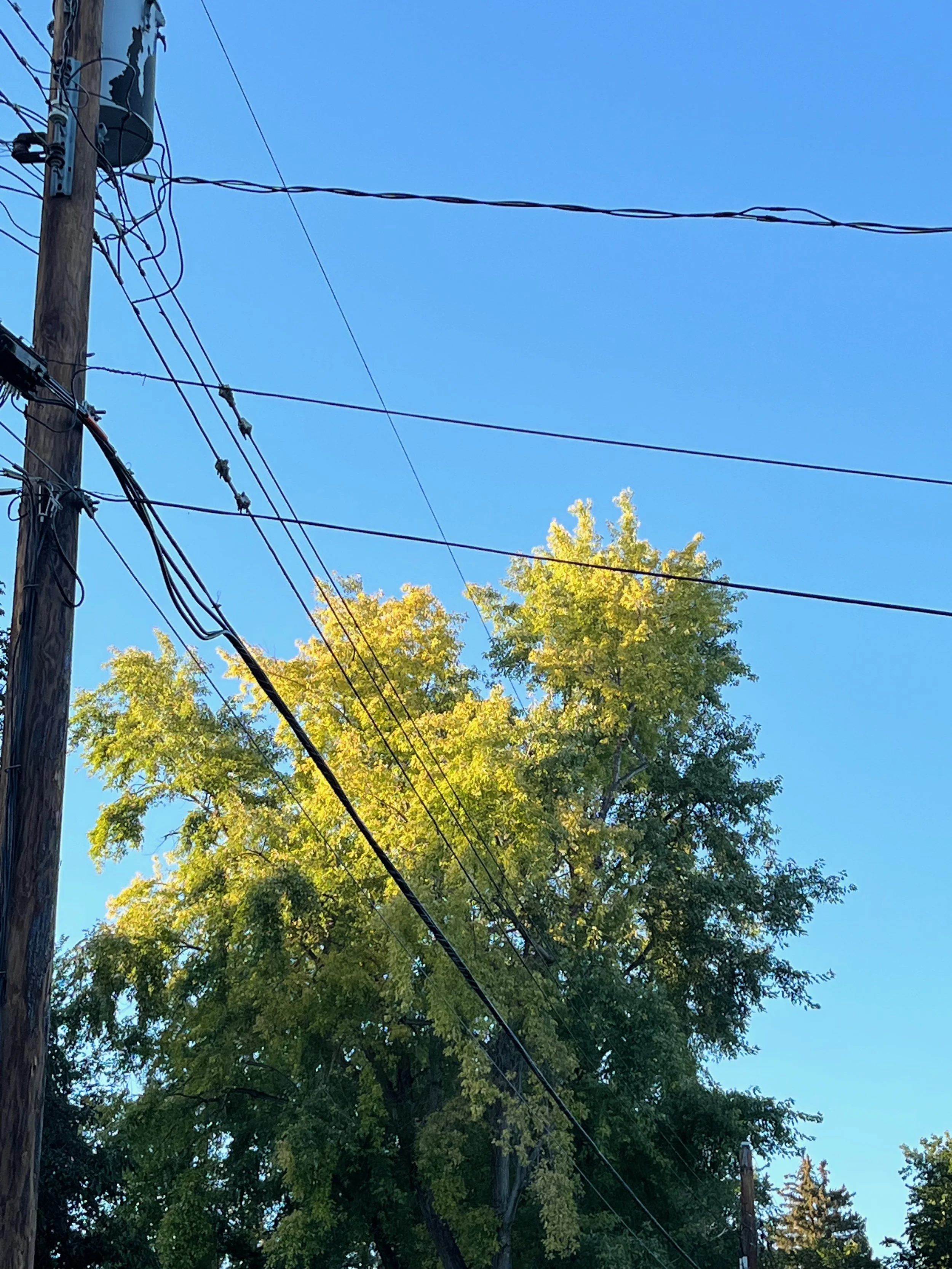 Blue sky with electrical wires and a large tree with green and yellow leaves.