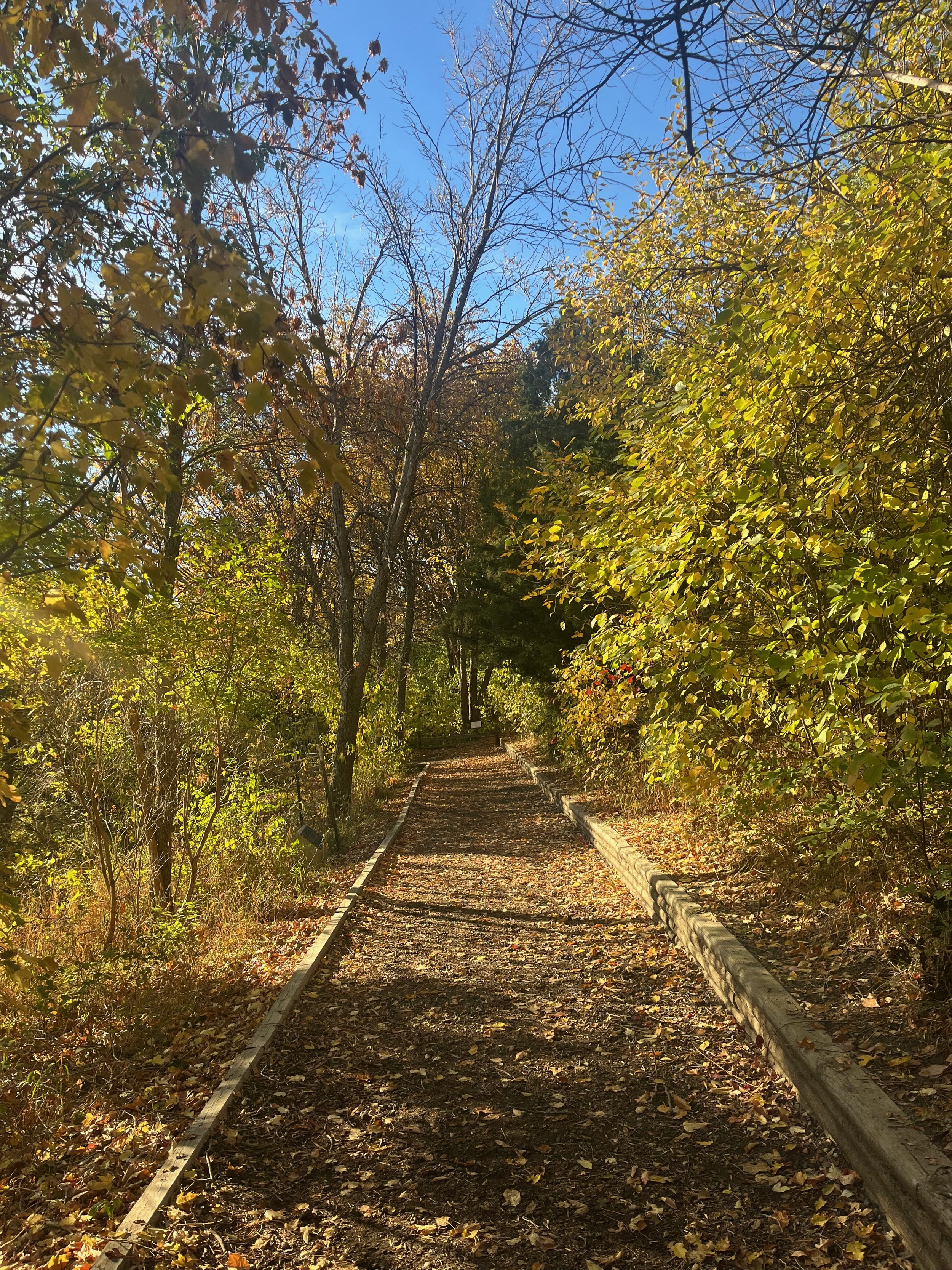 A dirt trail surrounded by trees with autumn leaves, under a clear blue sky.