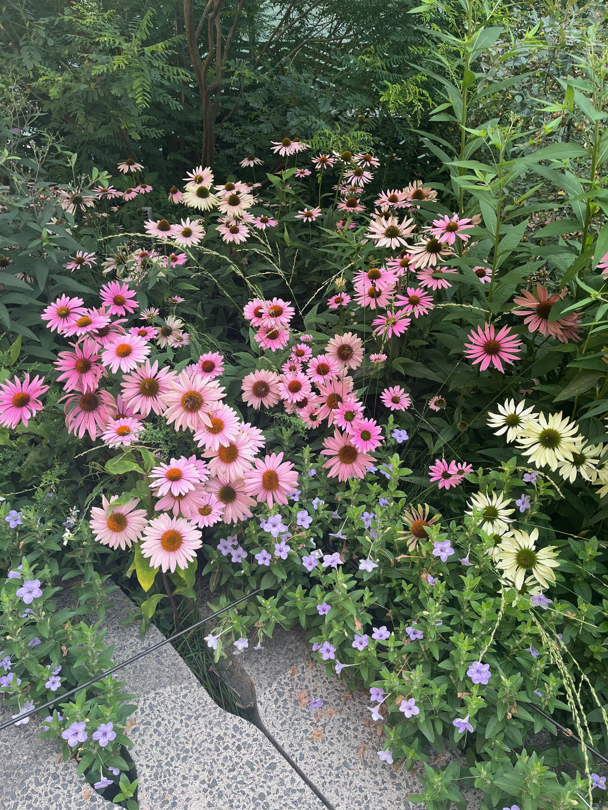 A colorful garden bed with pink, white, and purple flowers, and green foliage surrounding them.